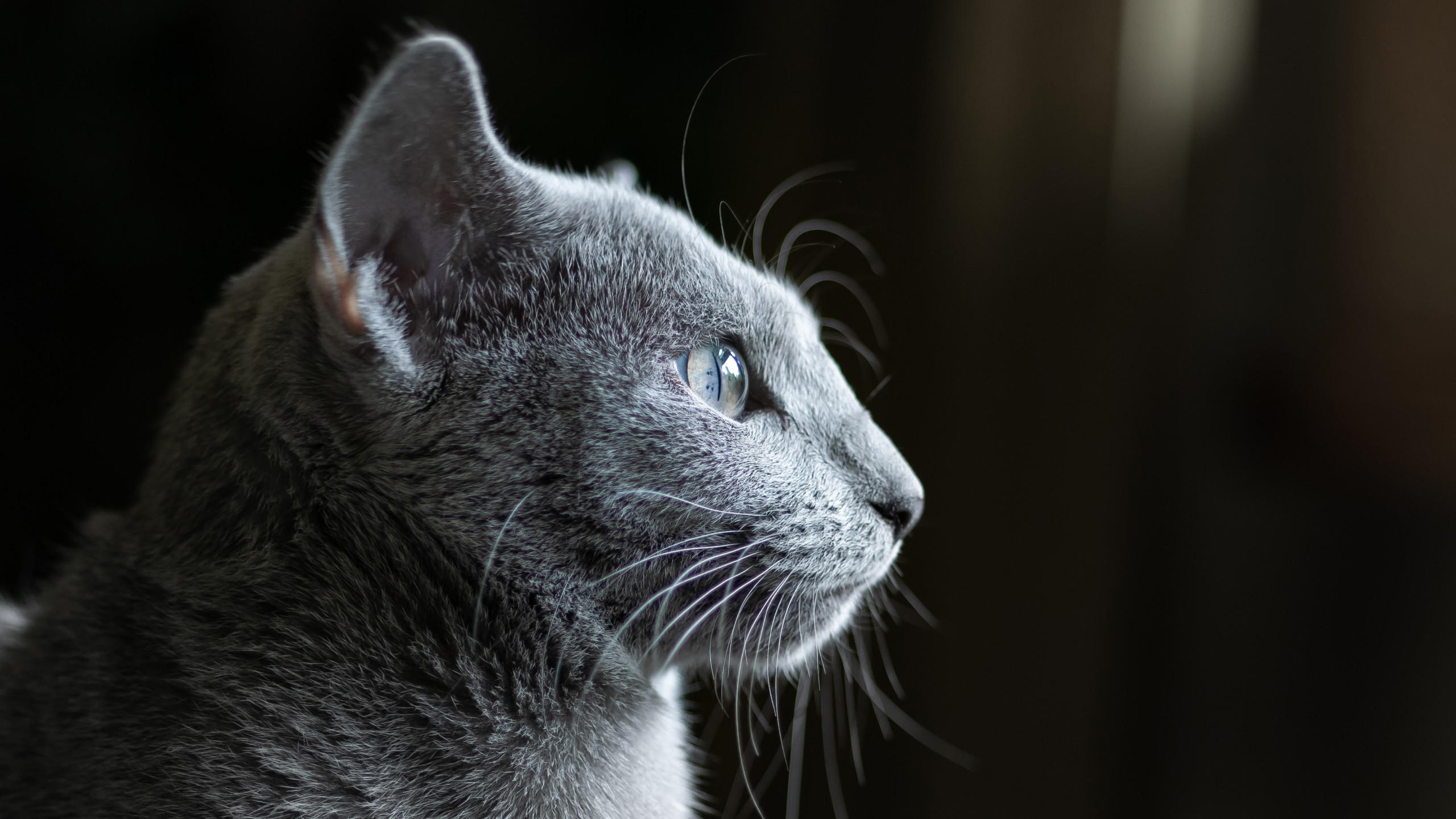 Cat 2560x1440 grey 4k