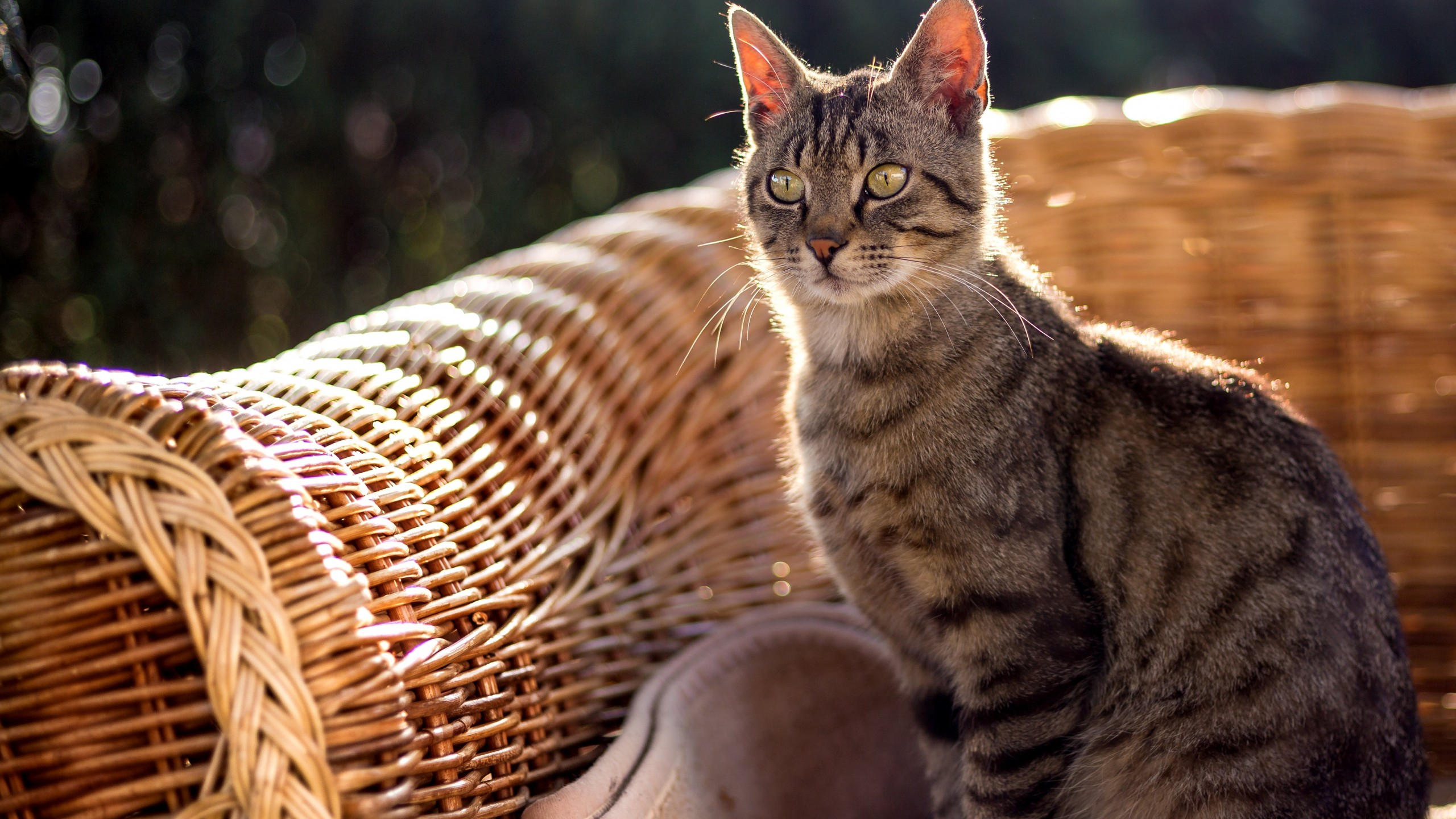 Cat 2560x1440 grey 4k