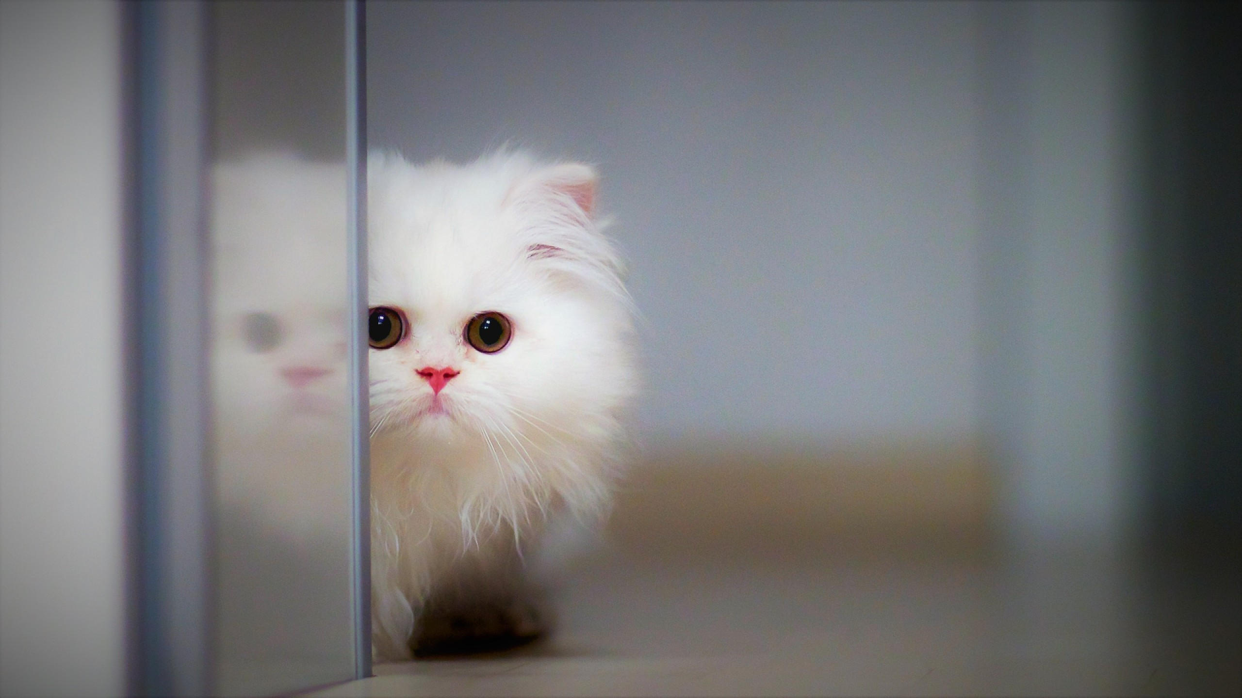 Cat 2560x1440 kitten funny animals 4k