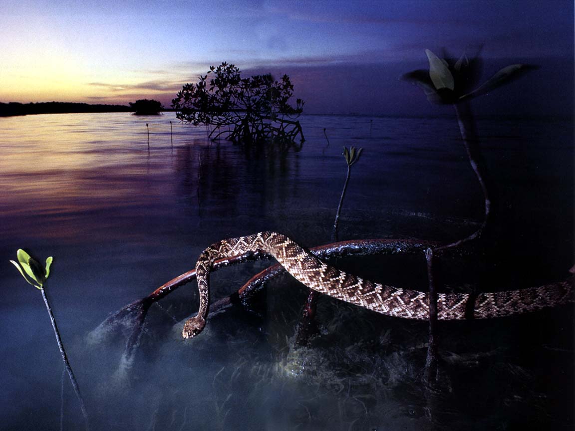 Culebra gigante