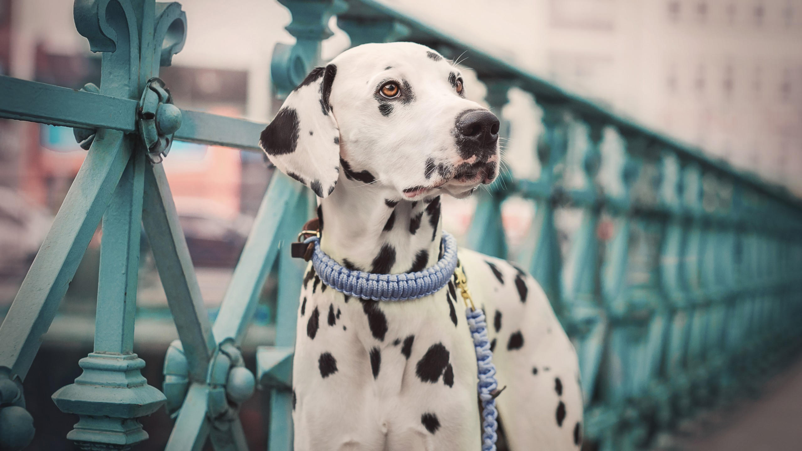Dalmatian 2560x1440 dog cute animals 5k