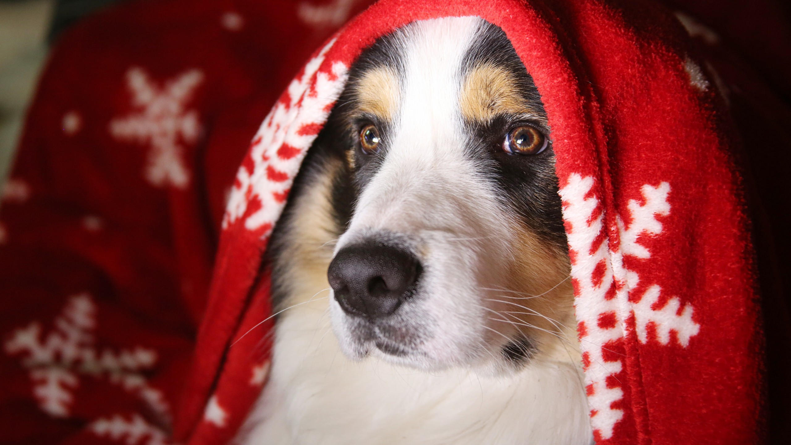 Dog 2560x1440 cute animals 5k