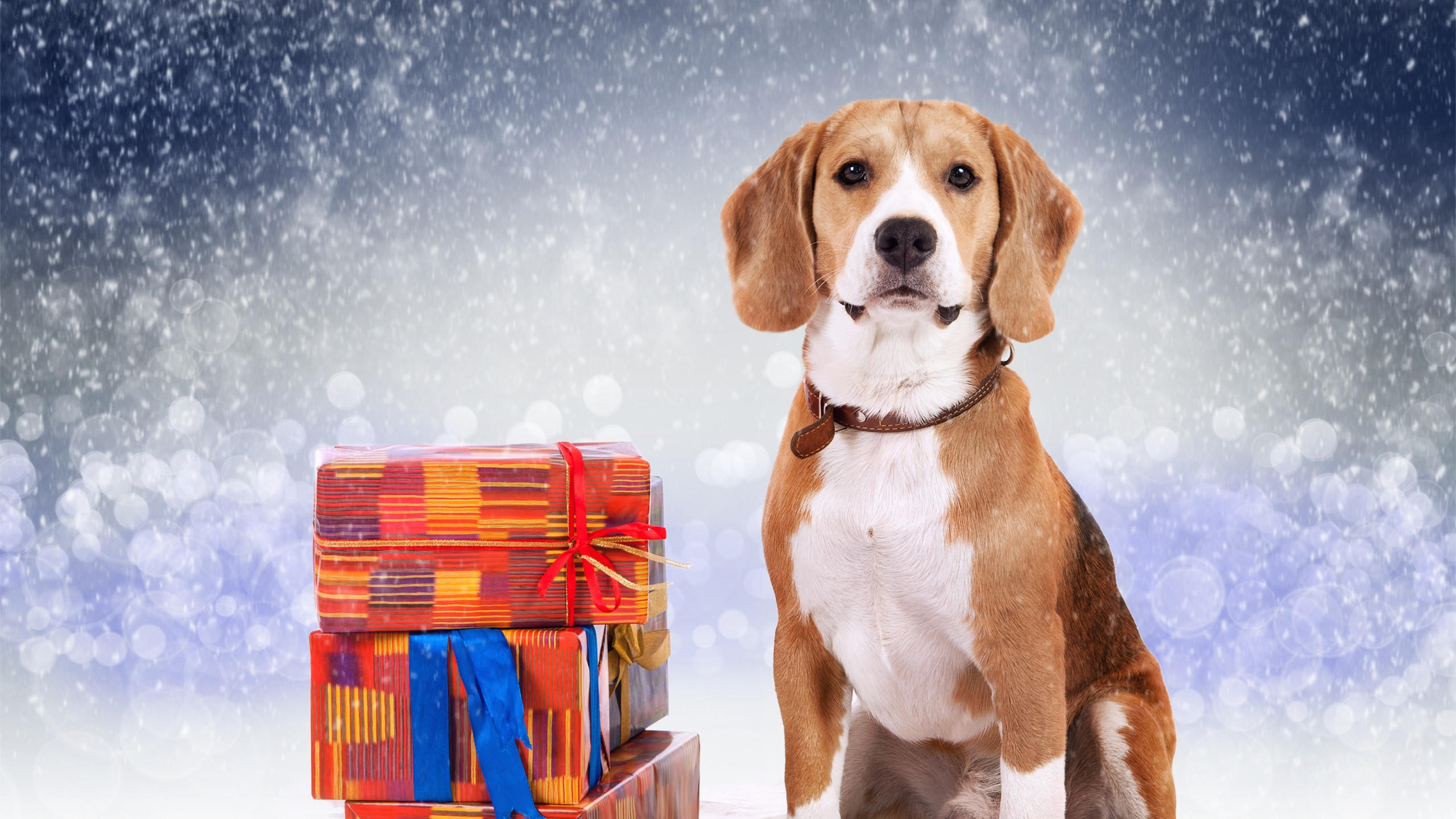 Dog 2560x1440 cute animals christmas new year 5k