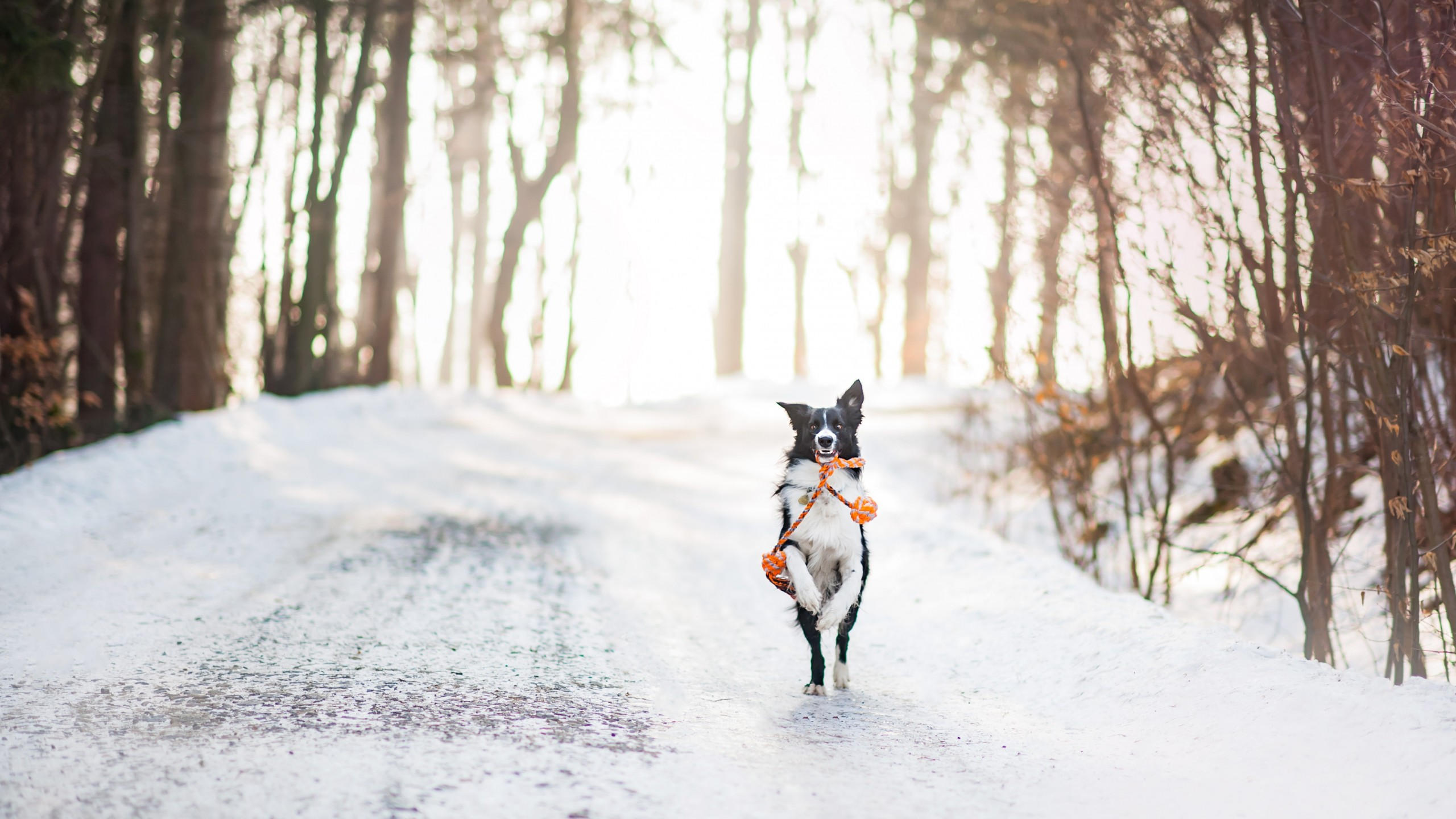 Dog 2560x1440 cute animals winter snow trees 4k