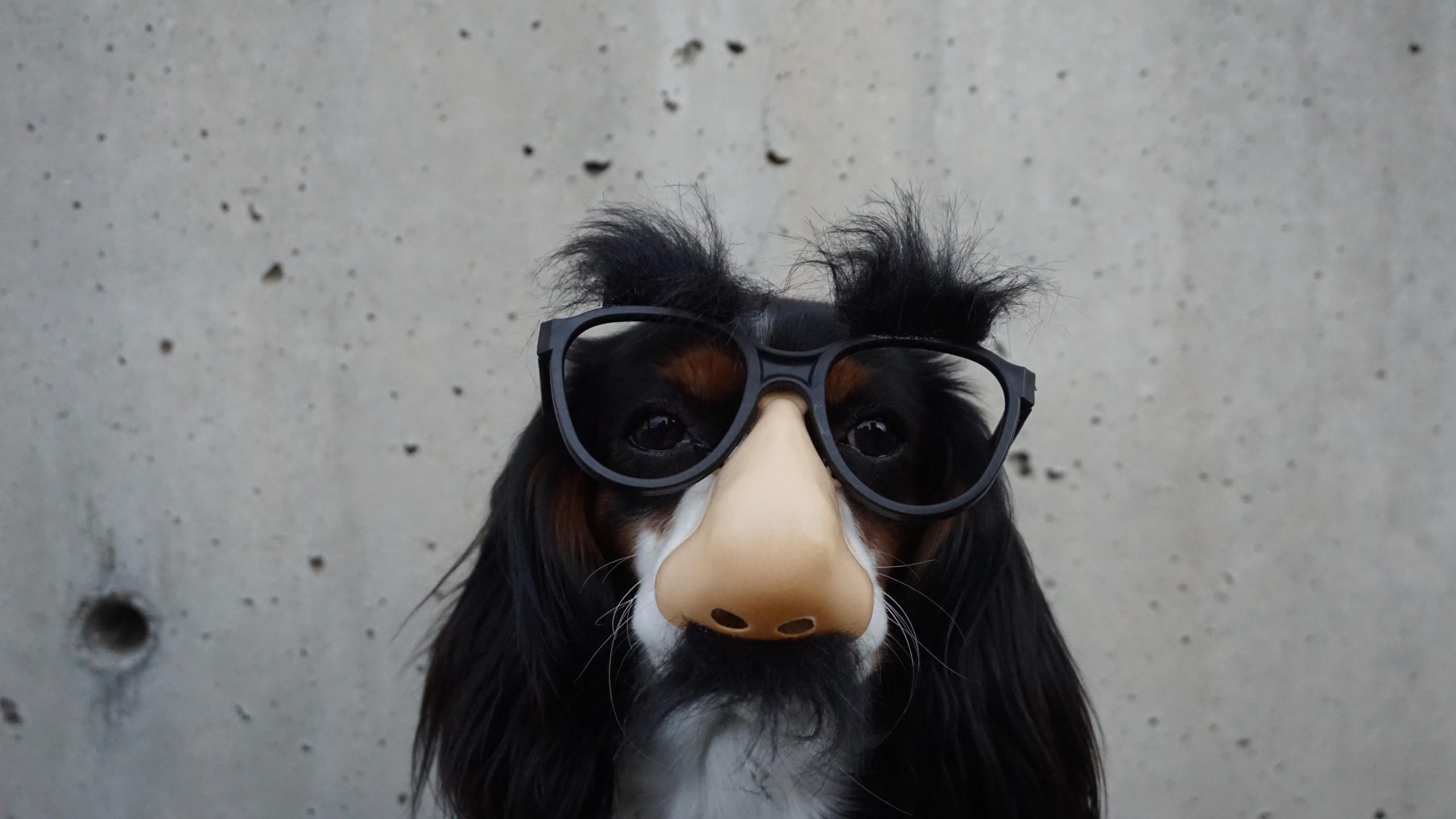 Dog 2560x1440 funny animals 6k