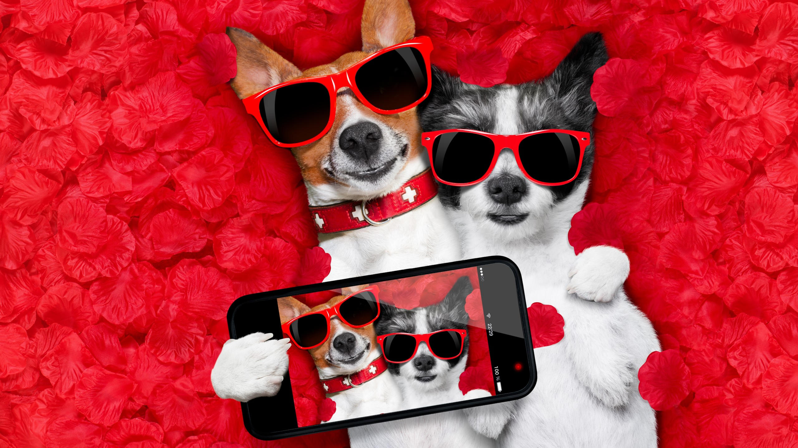Dog 2560x1440 funny animals 6k