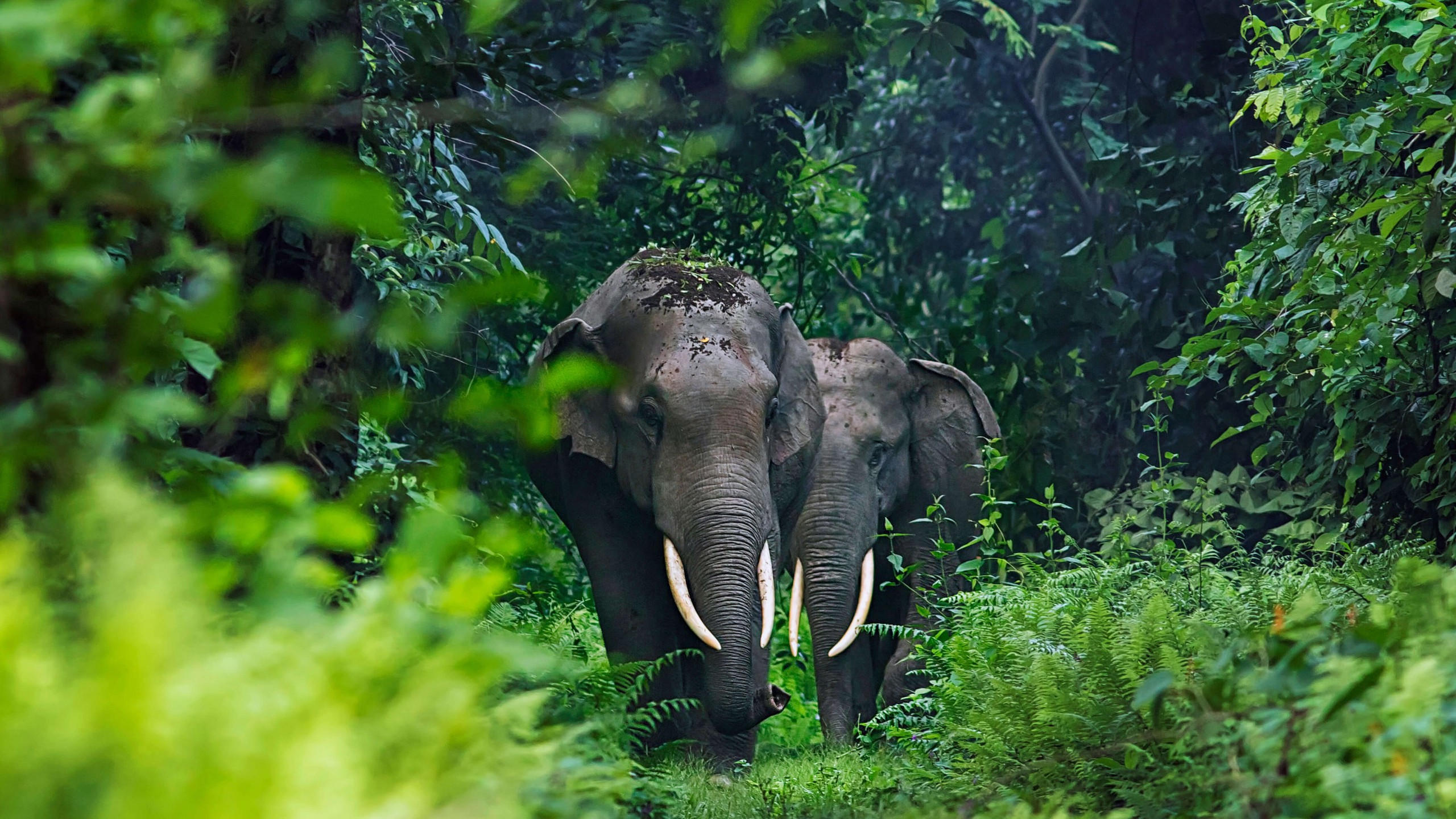 Elephant 2560x1440 cute animals jungle 4k