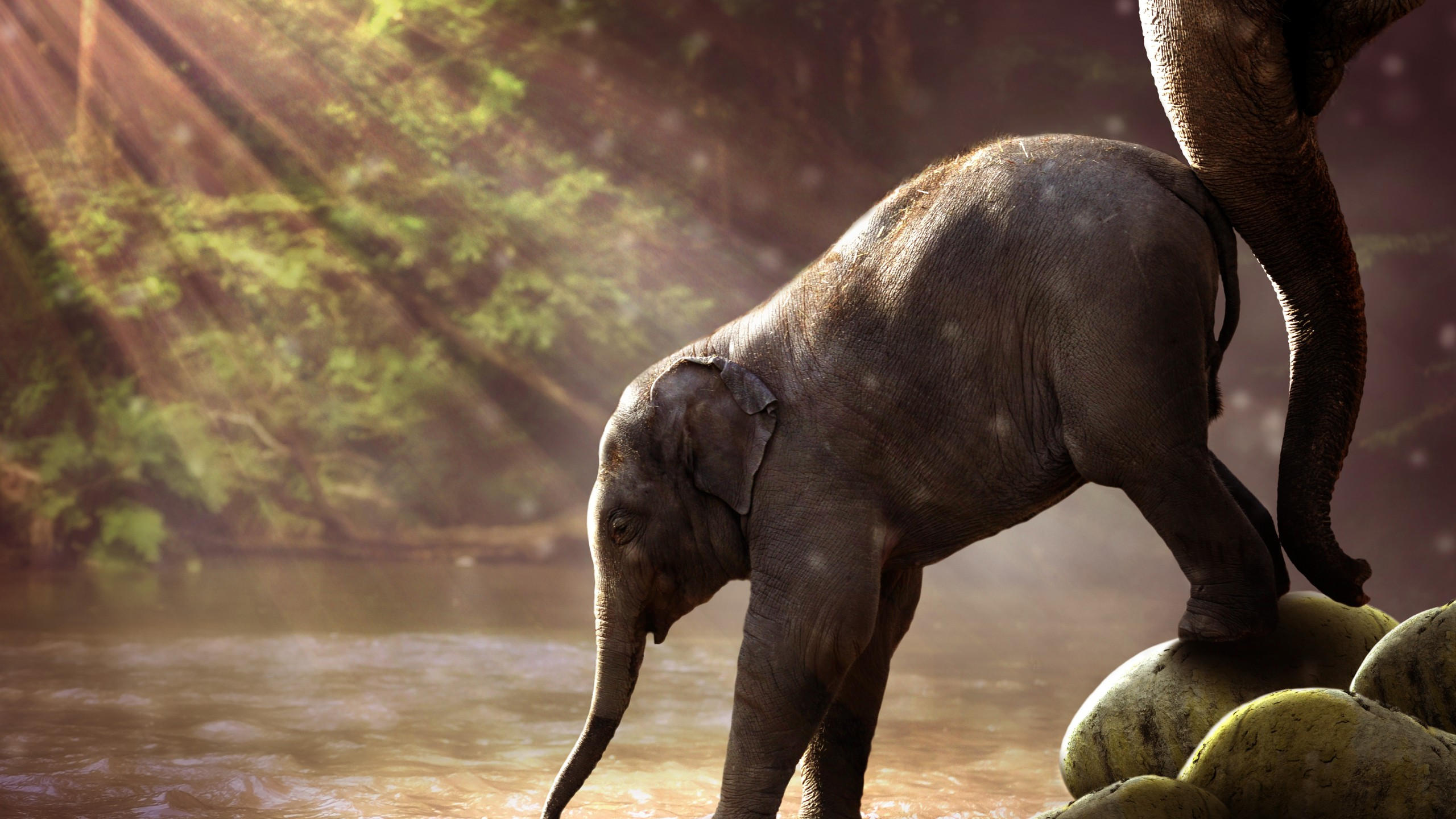 Elephant 2560x1440 funny animals 7k