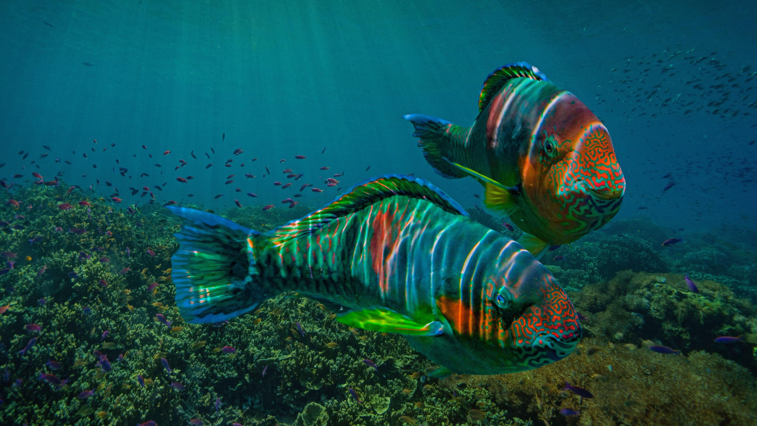 Fish 2560x1440 underwater ocean 8k