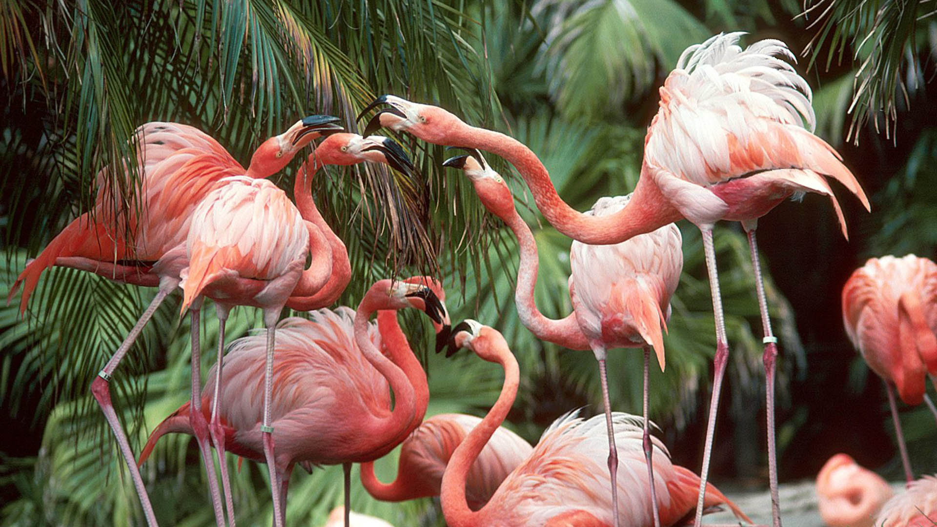 flamencos