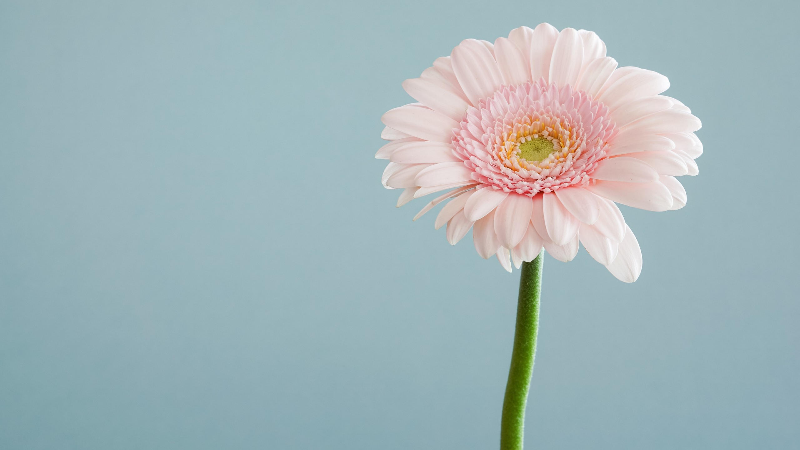 Flower 2560x1440 4k
