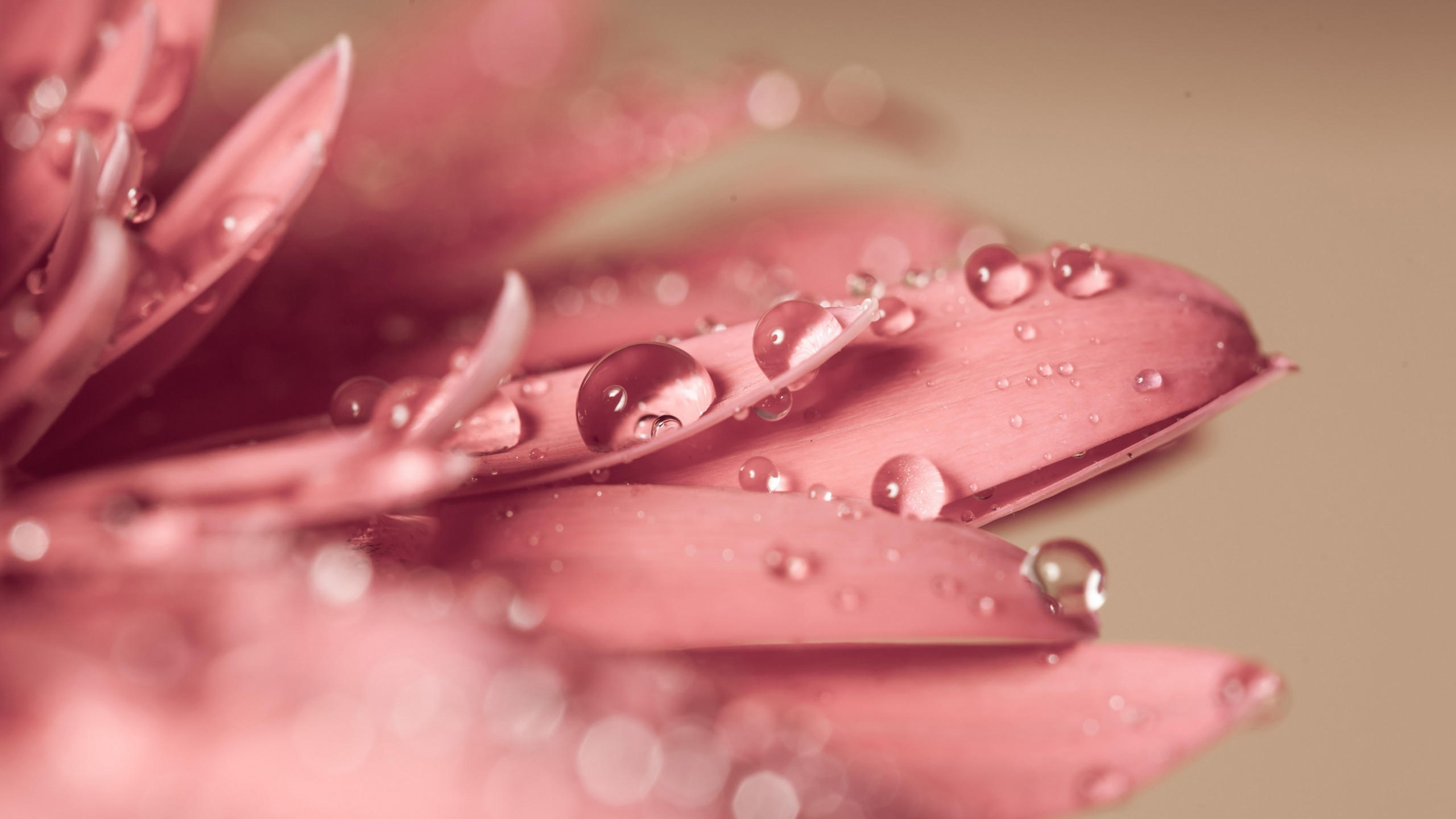Flower 2560x1440 drop 4k