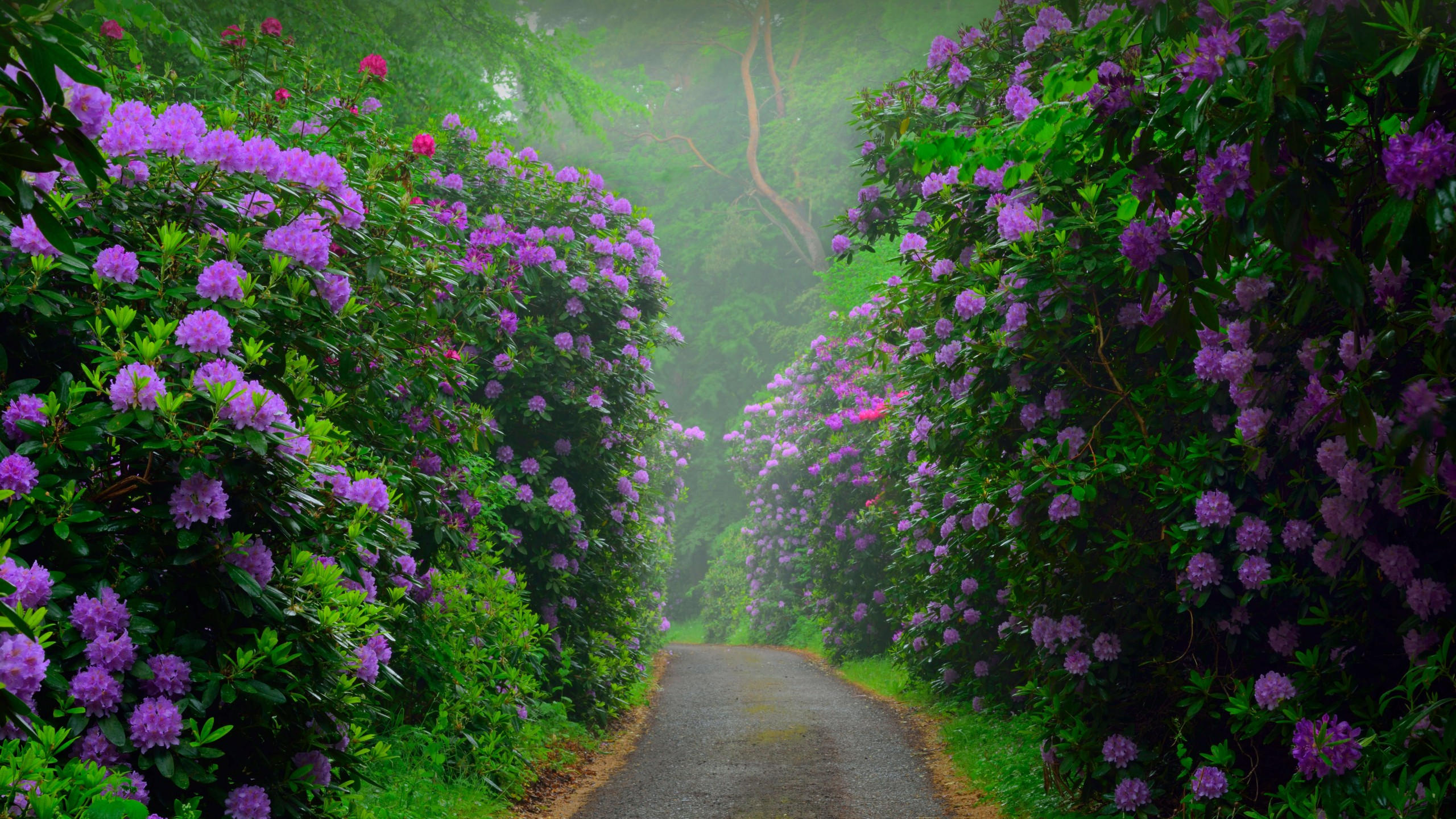 Flower 2560x1440 pink bush 8k
