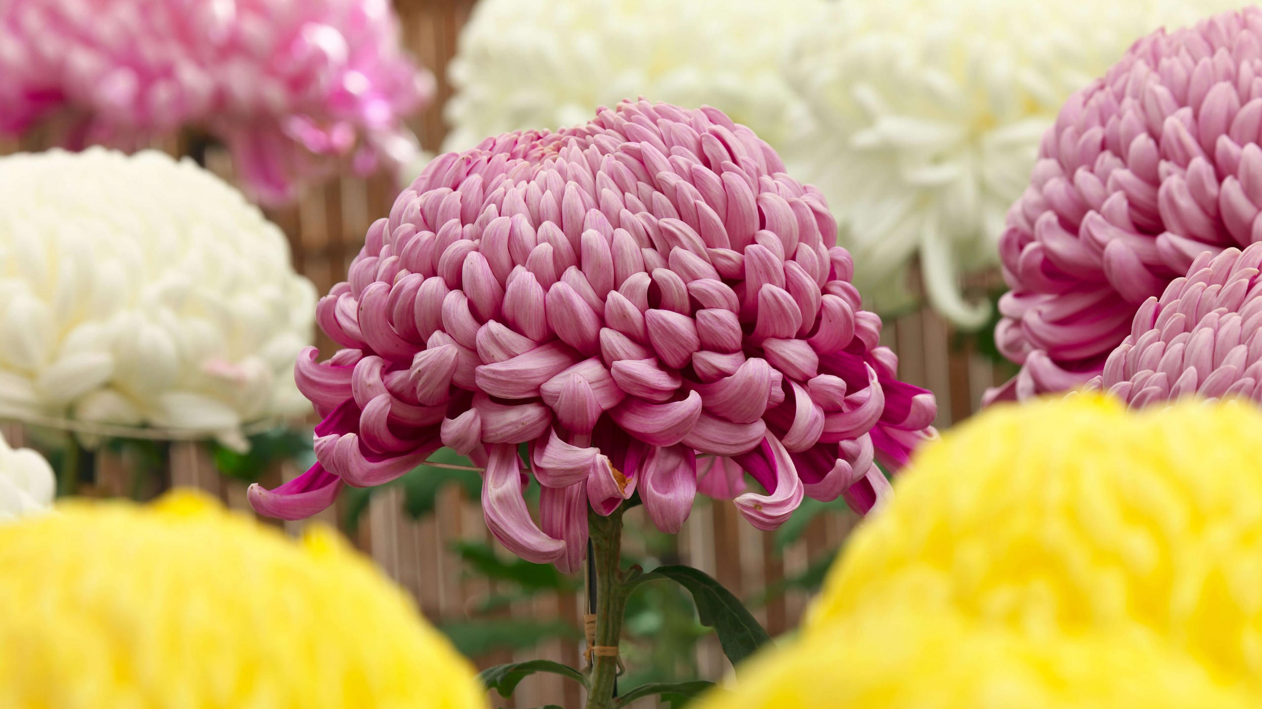 Flower 2560x1440 pink yellow white 5k