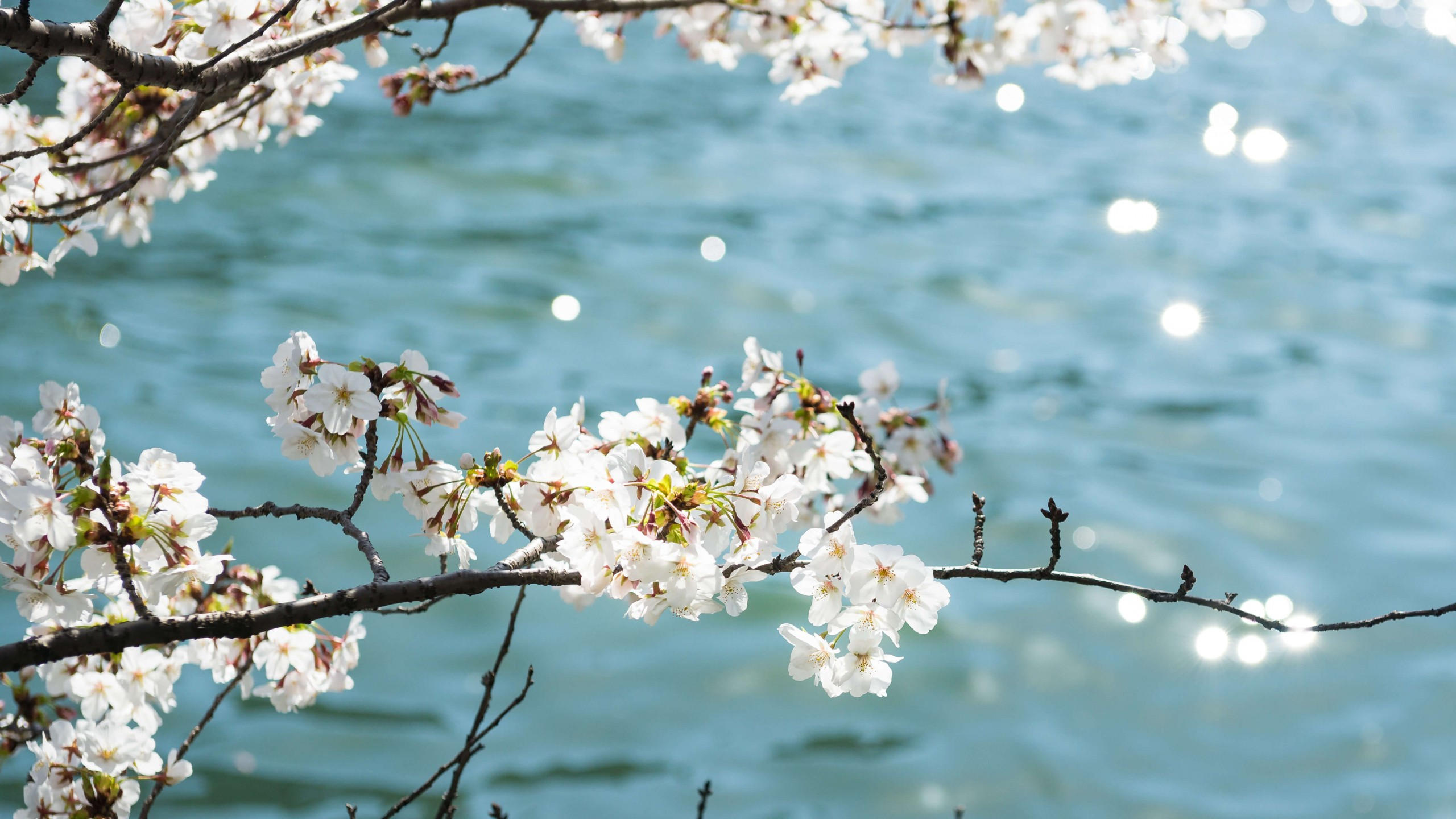 Flower 2560x1440 tree blue white 4k