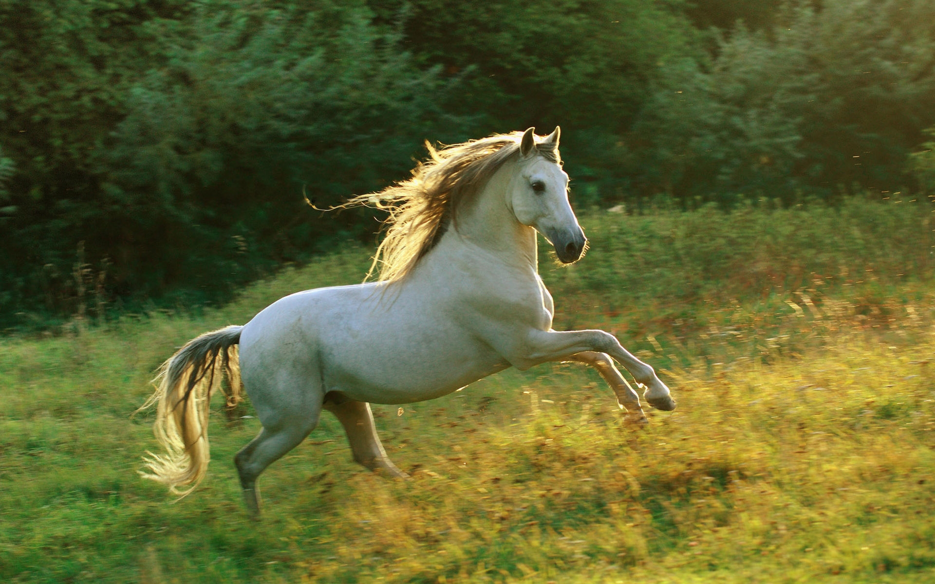 Fondo de caballo corriendo. 