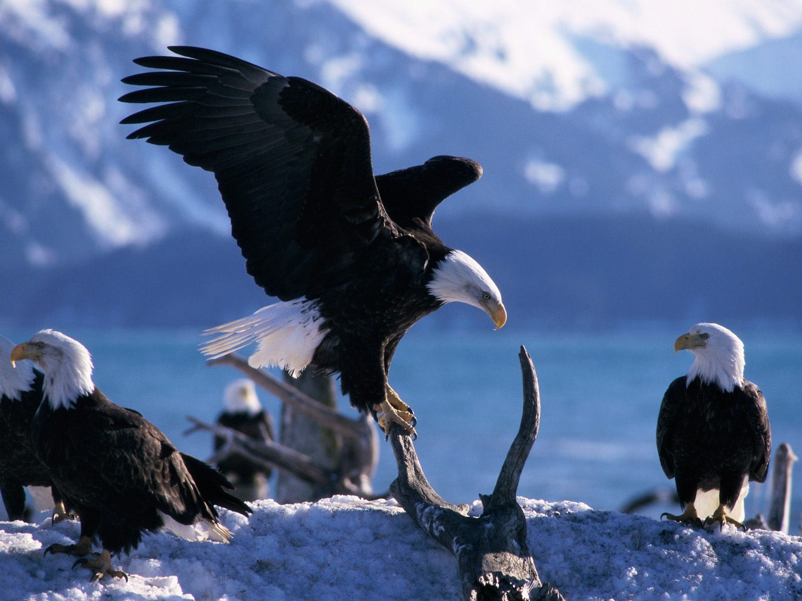 Fondo de pantalla aguilas descansando