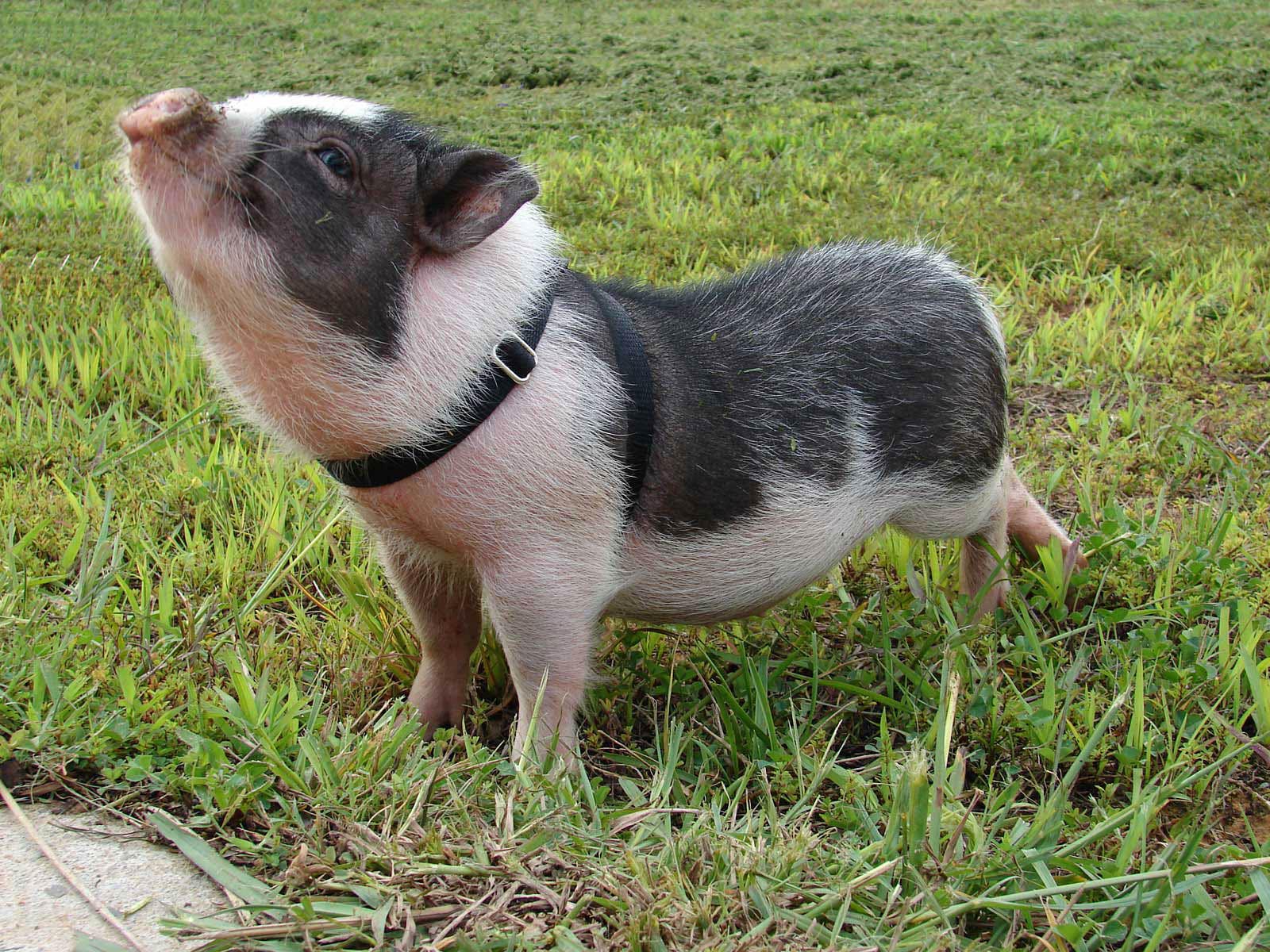 Fondo de pantalla chancho hambriento