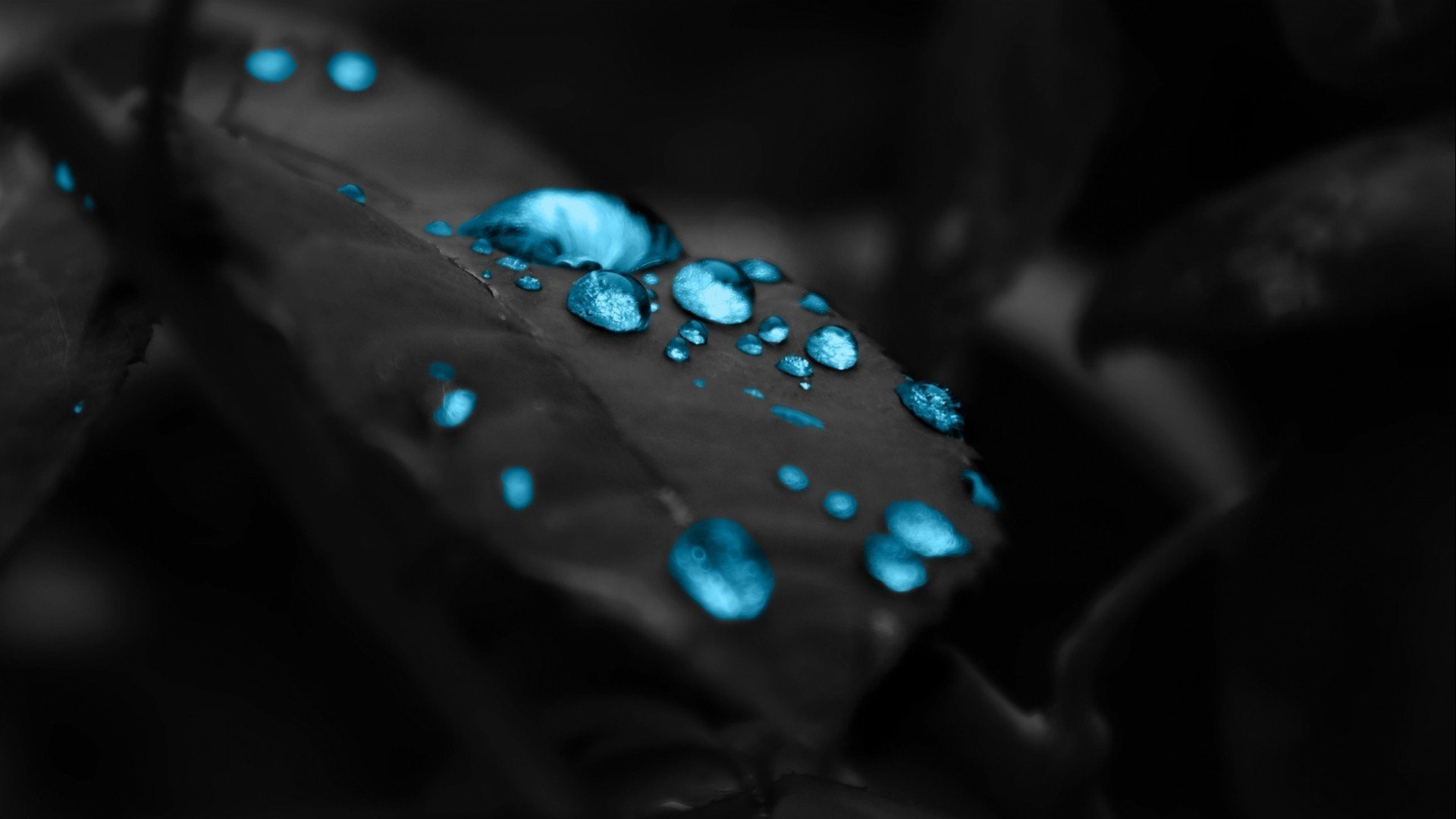 Fondo de pantalla de un hoja con agua