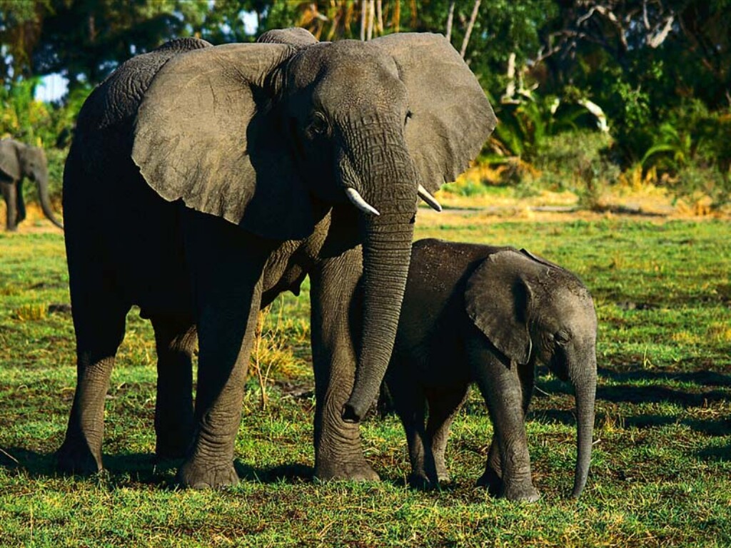 Fondo de pantalla elefantes caminando