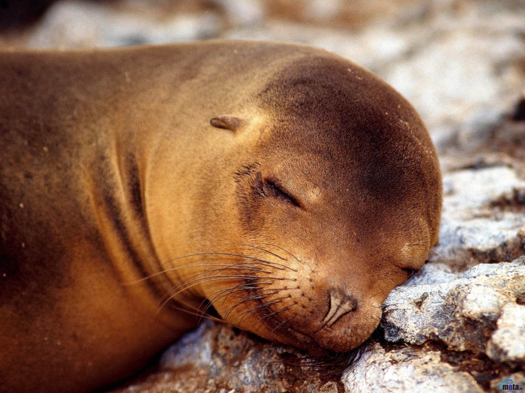 Fondo de pantalla foca dormida