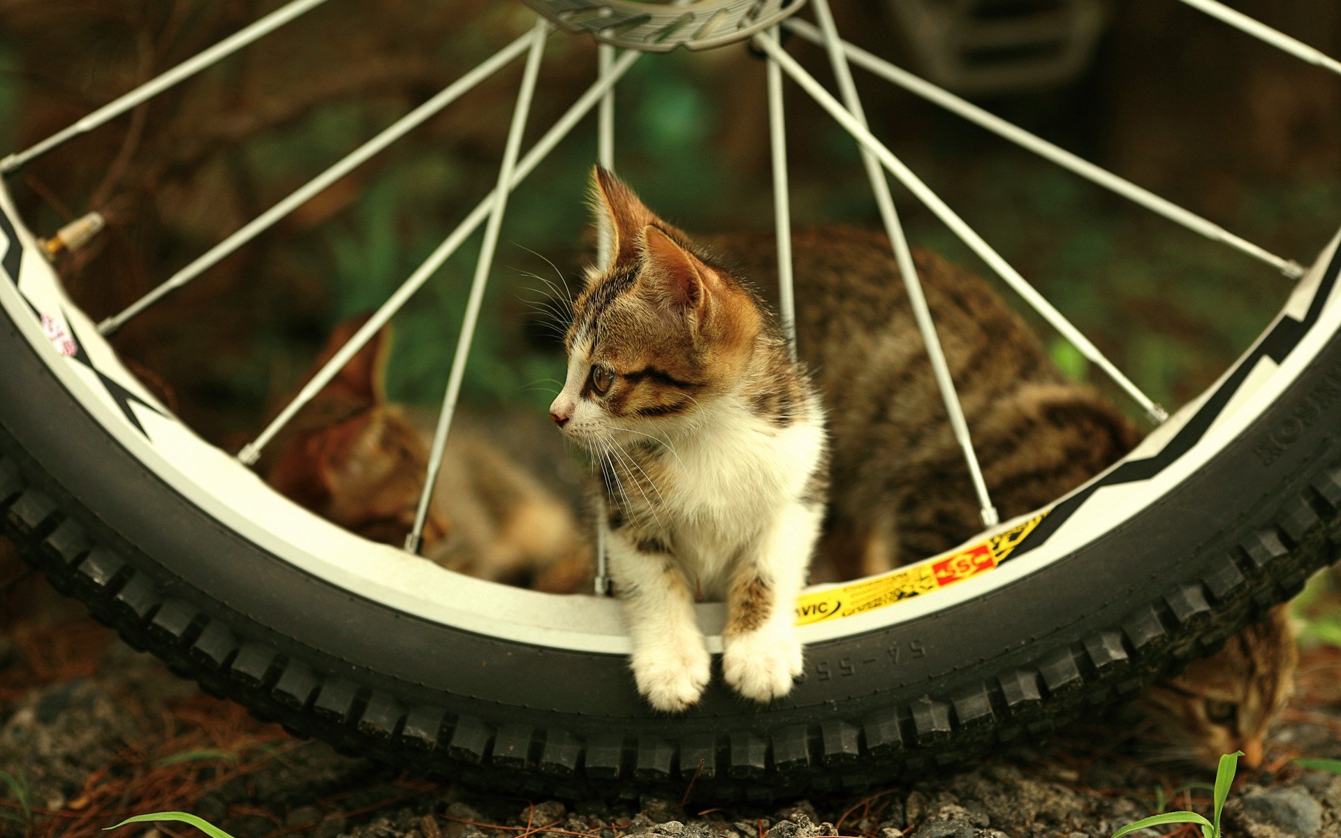 Fondo de pantalla gatito jugueton