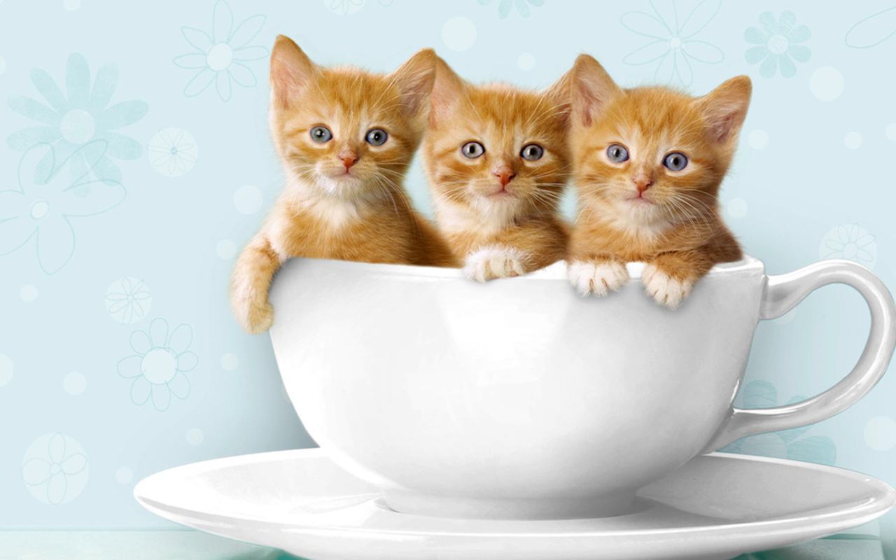 Tiernos gatitos en taza - Wallpaper 4K alta calidad