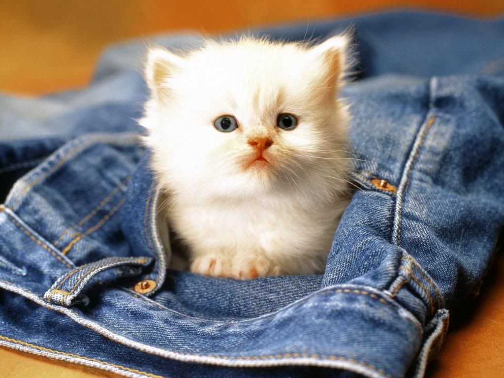 Fondo de pantalla gato asustado