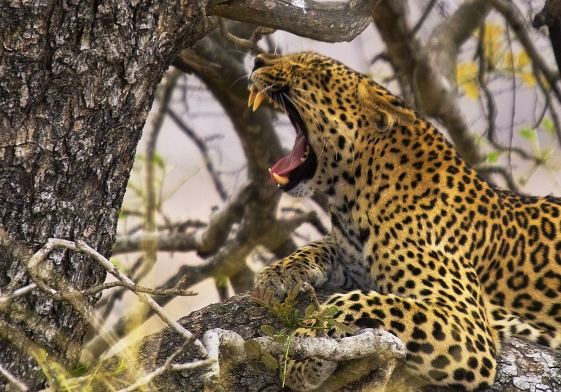 Fondo de pantalla jaguar rugiendo