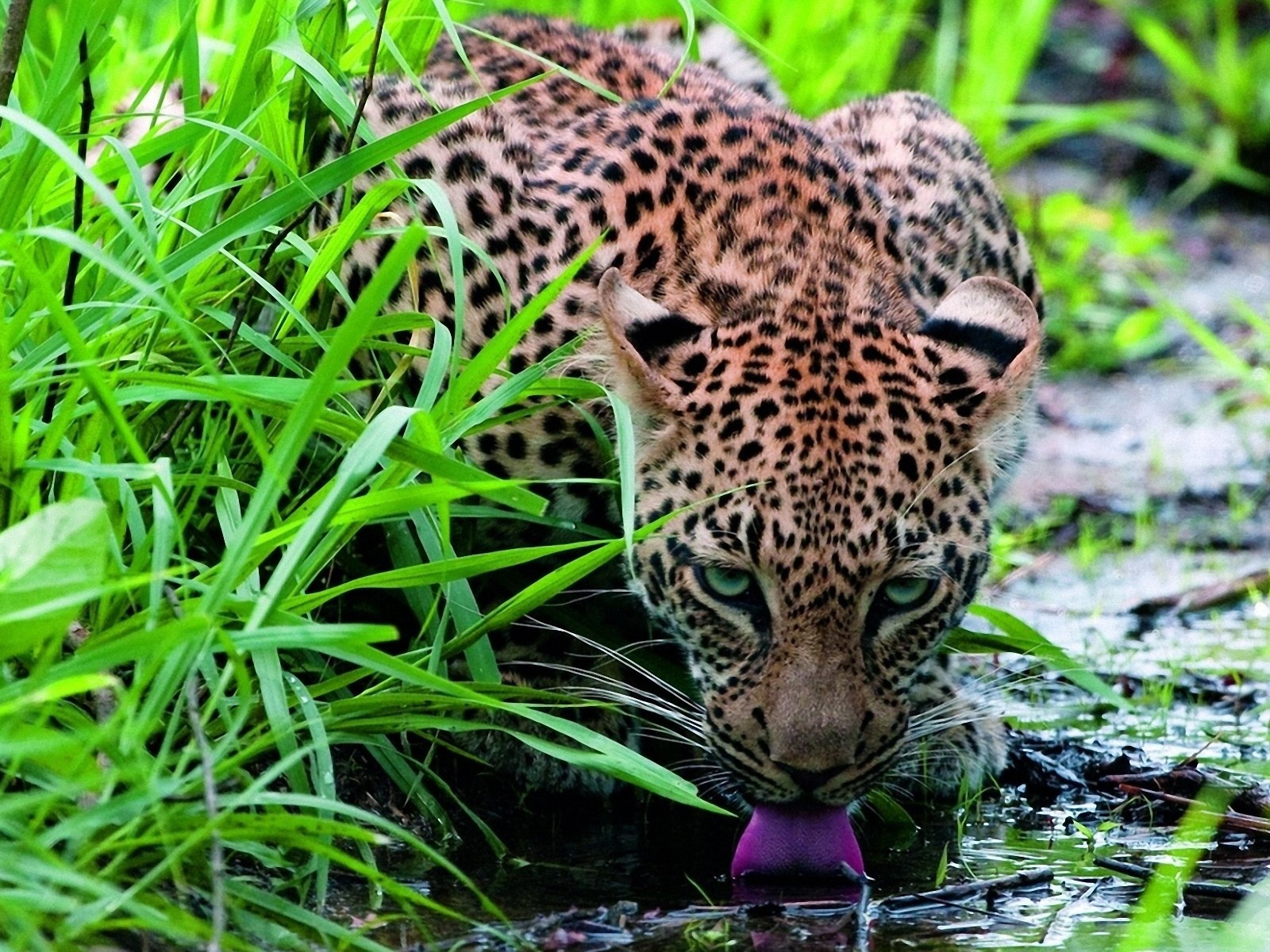 Fondo de pantalla jaguar tomando agua