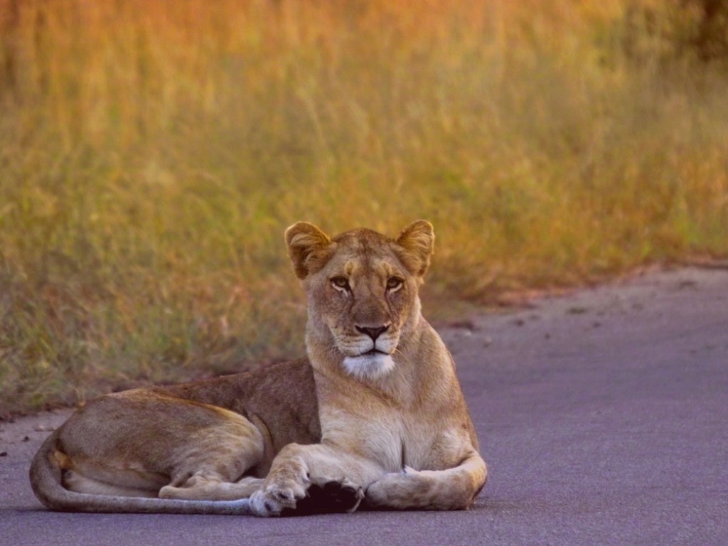 Fondo de pantalla leona en la calle