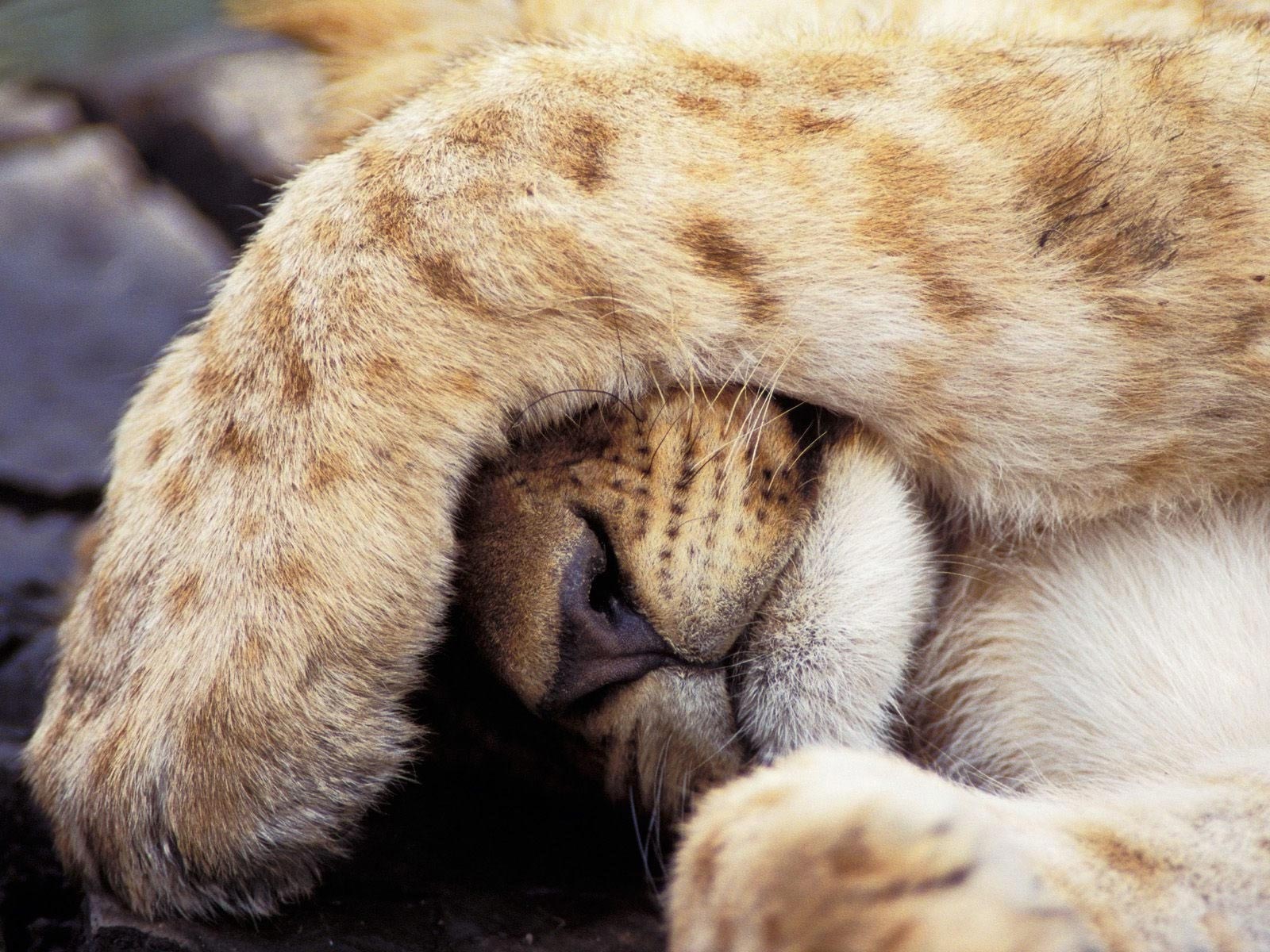 León durmiendo en alta calidad 4K - Fondo de pantalla