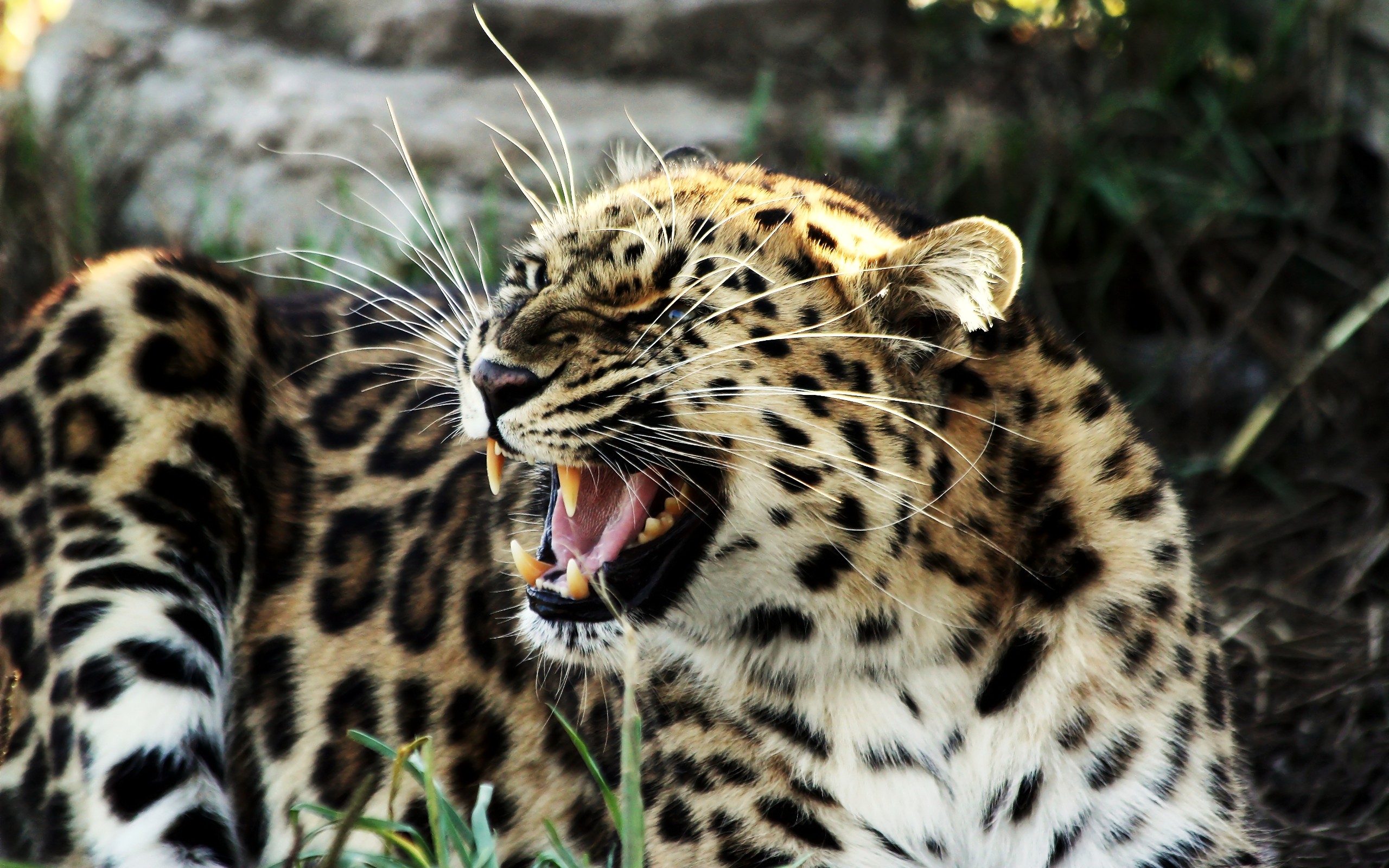 Leopardo rugiente en 4K: fondo de pantalla salvaje
