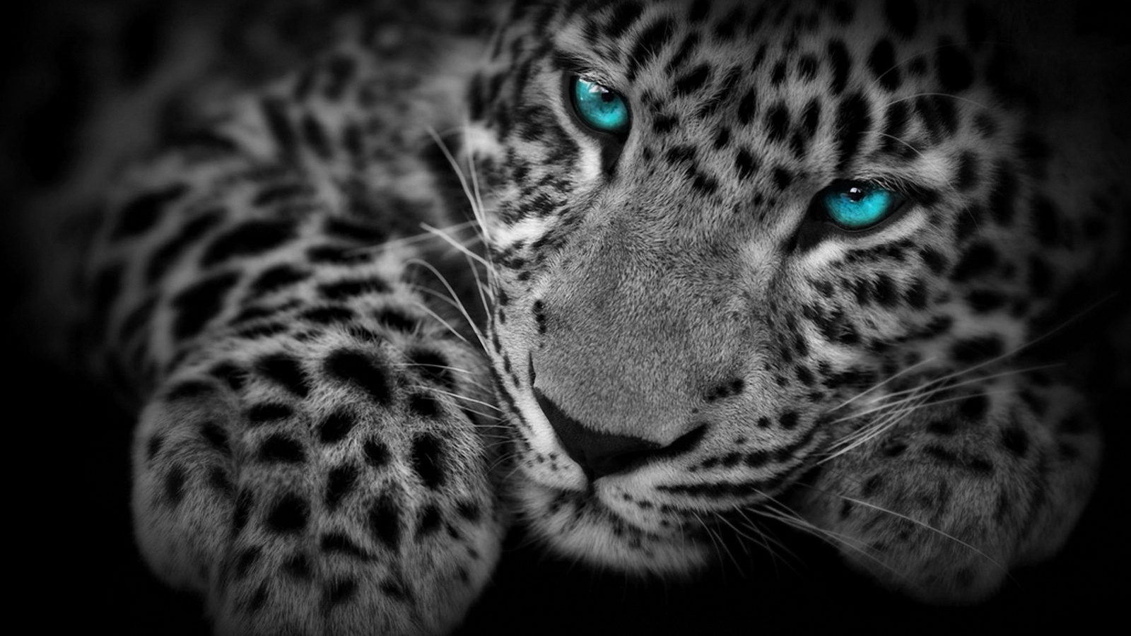 Fondo de pantalla leopardo ojos azules