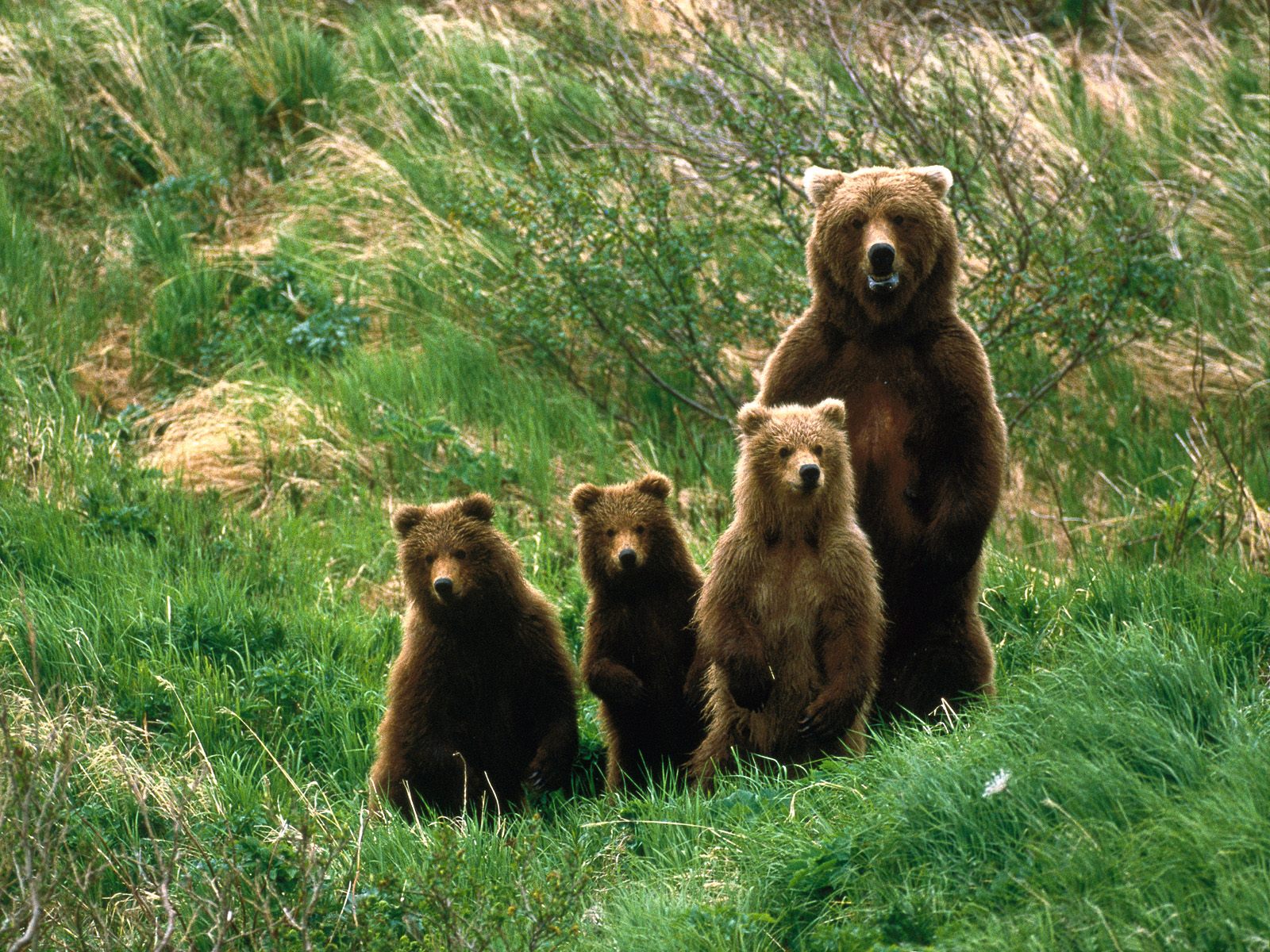 Fondo de pantalla osa grizzly con sus bebes