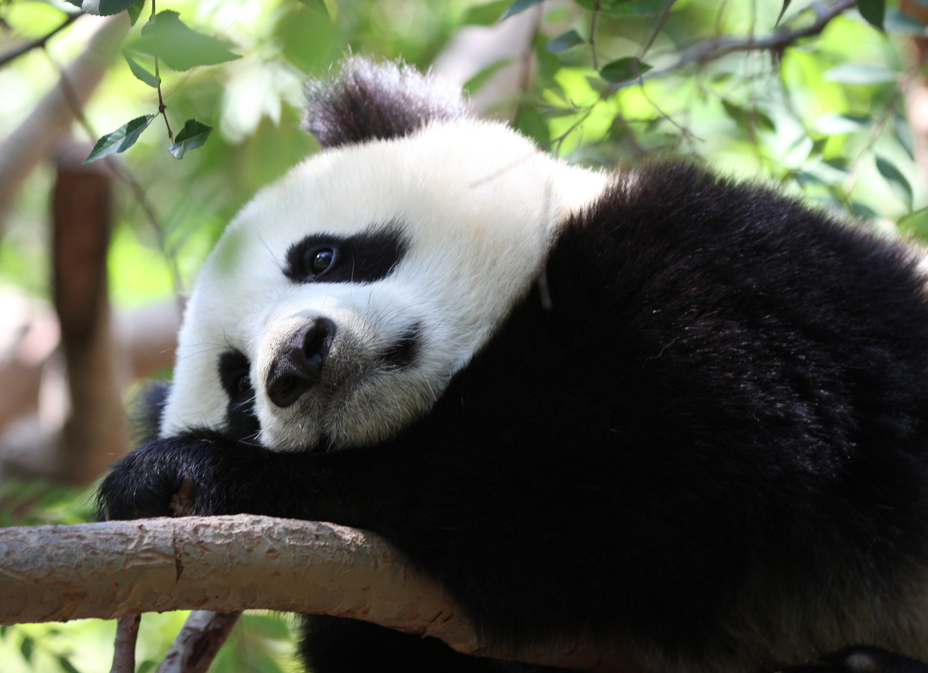 Fondo de pantalla Oso panda triste