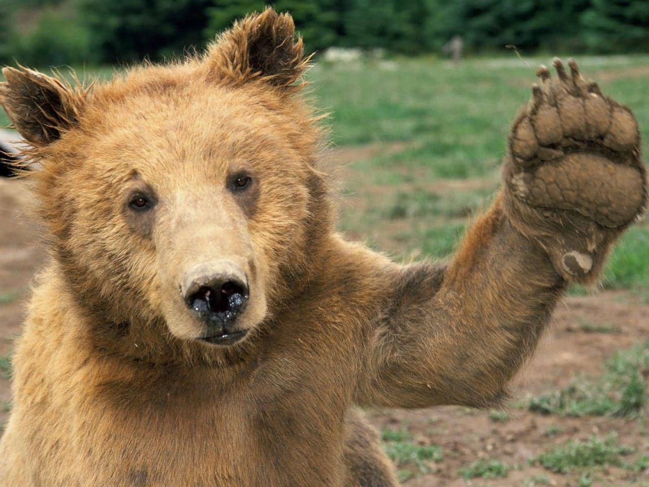 Fondo de pantalla oso pardo