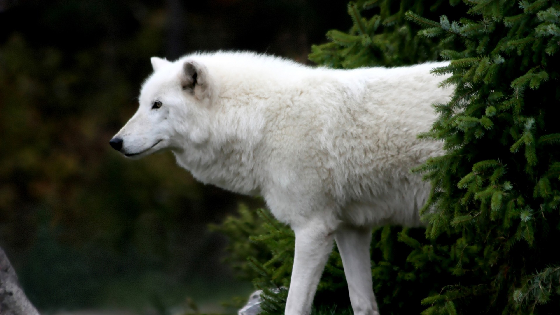 Fondo de pantalla perro blanco caminando