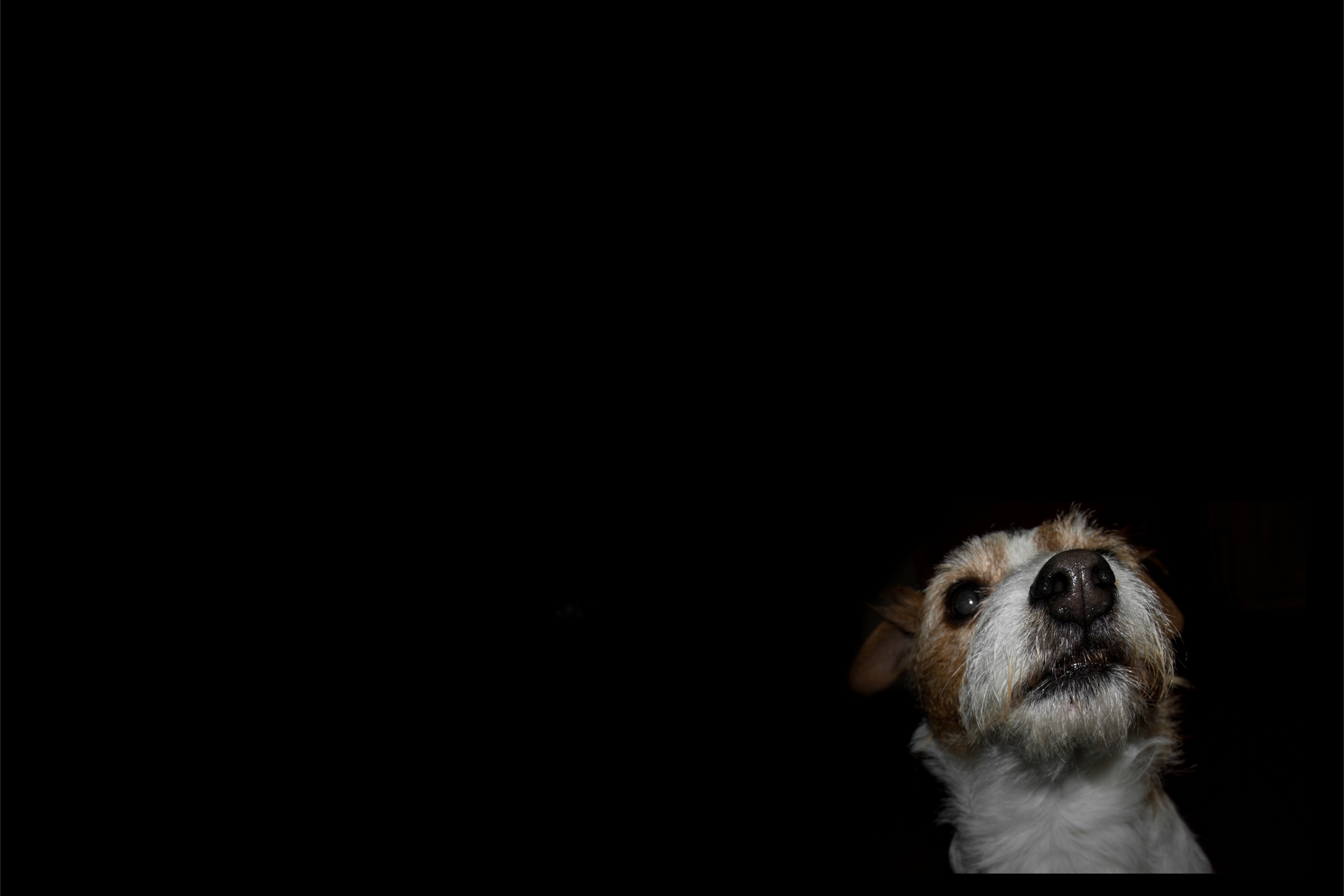 Fondo de pantalla perro en fondo negro