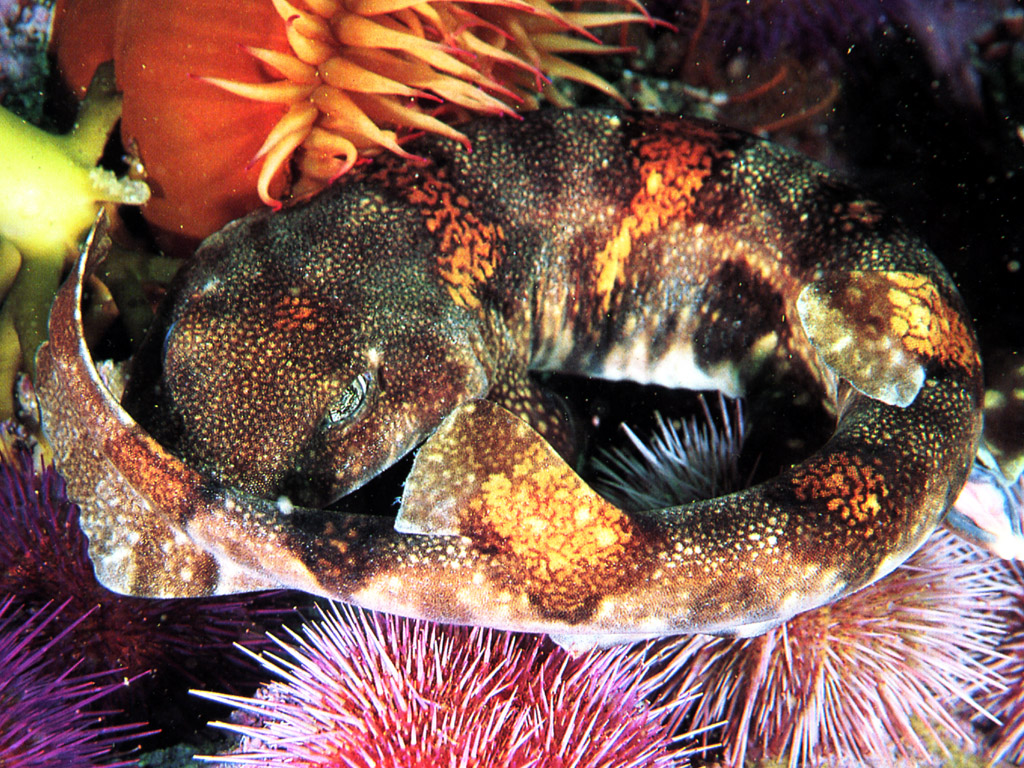 Fondo de pantalla pez morena