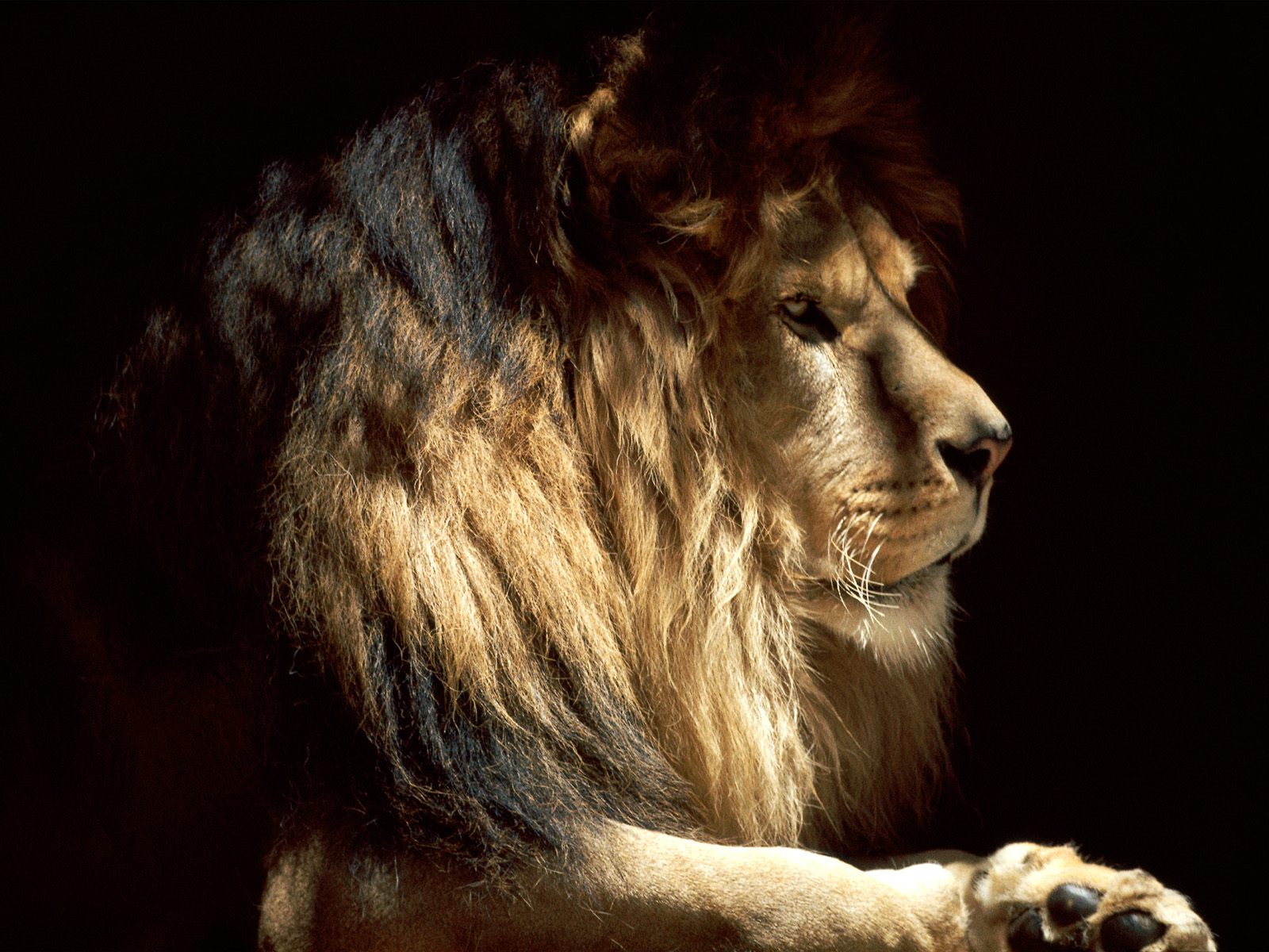 Majestuoso león en 4K: fondo de pantalla HD elegante