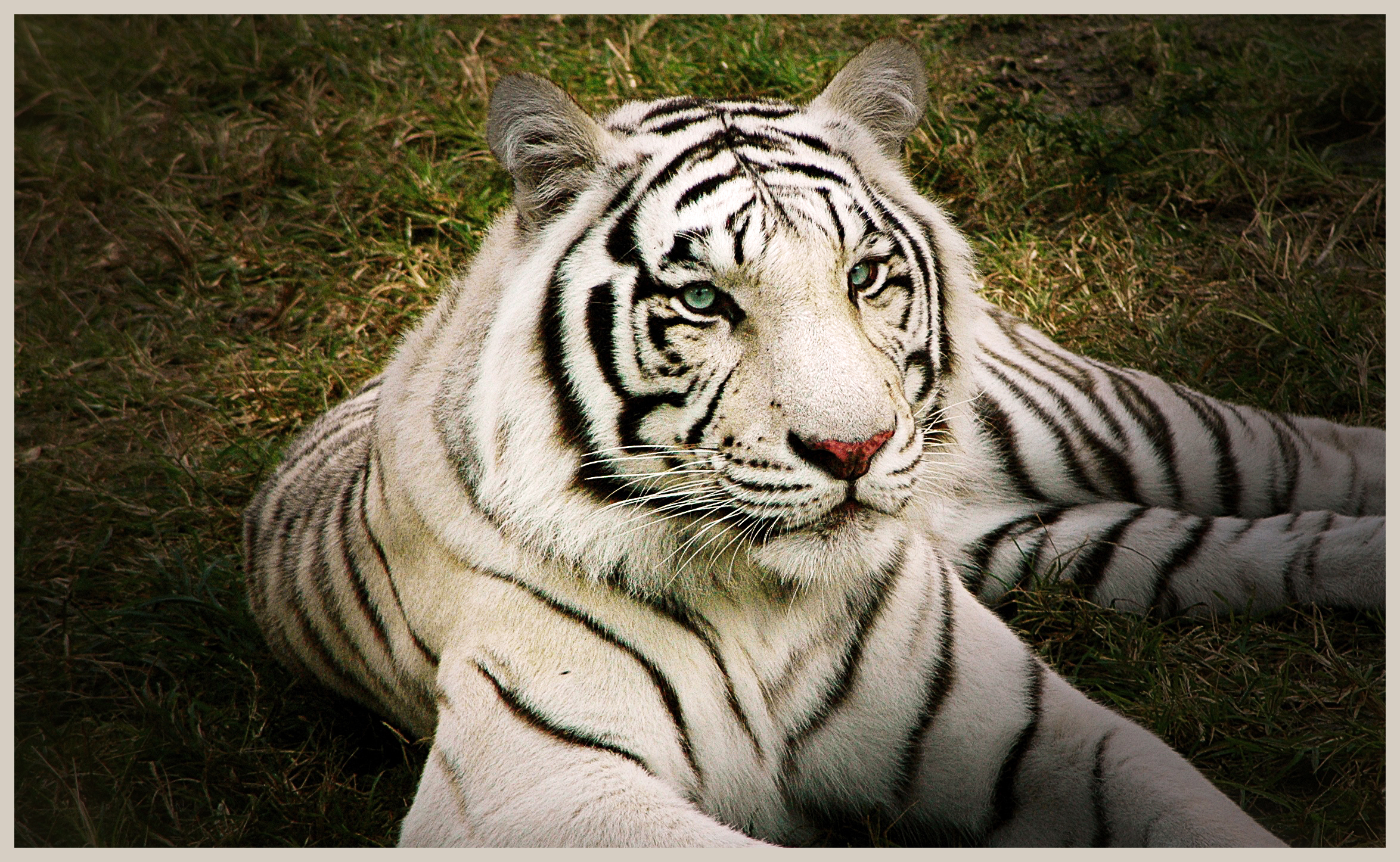 Fondo de pantalla tigre blanco hermoso 2349x1447 - Fondo de Pantalla #313