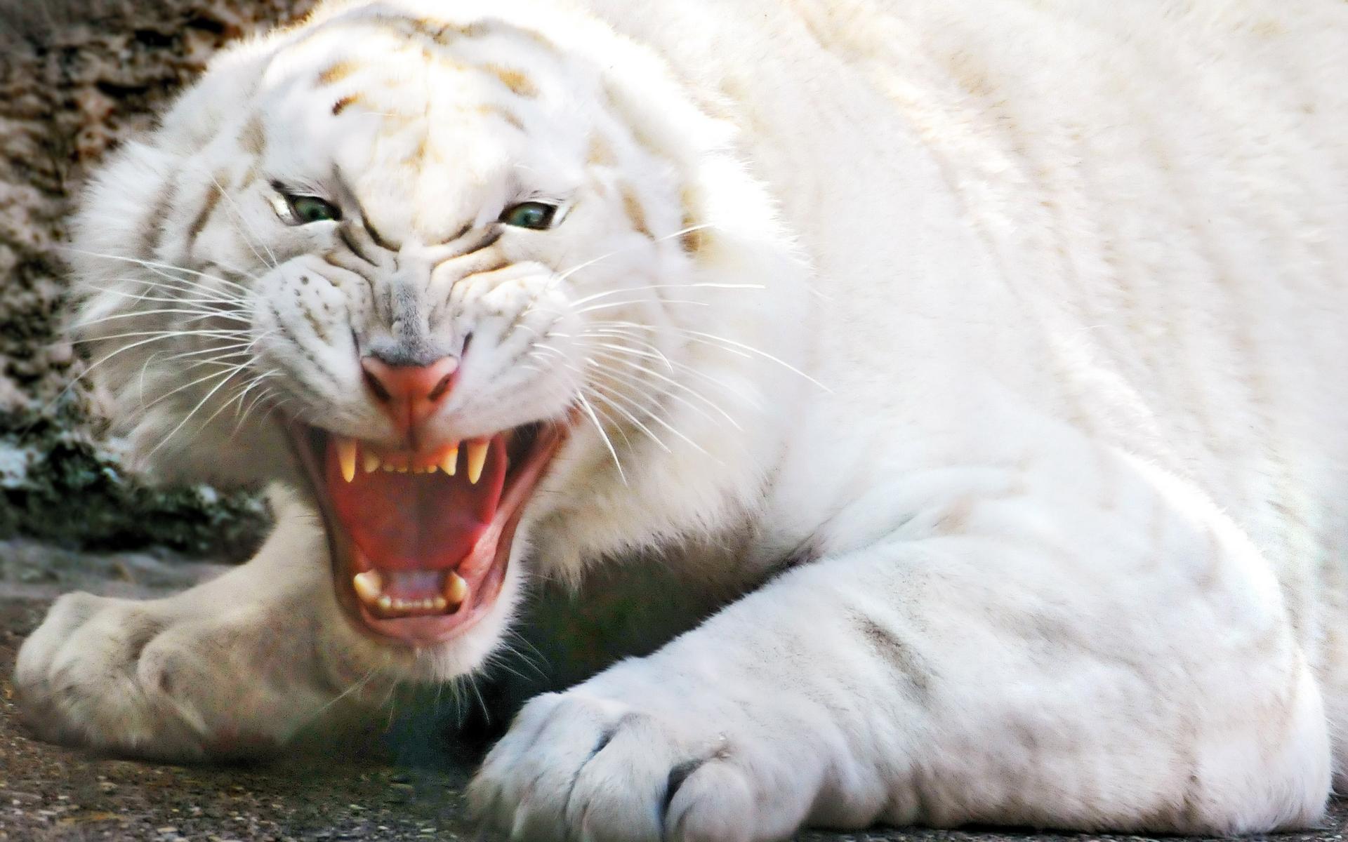 Tigre Blanco Rugiente - Wallpaper 4K de Alta Calidad