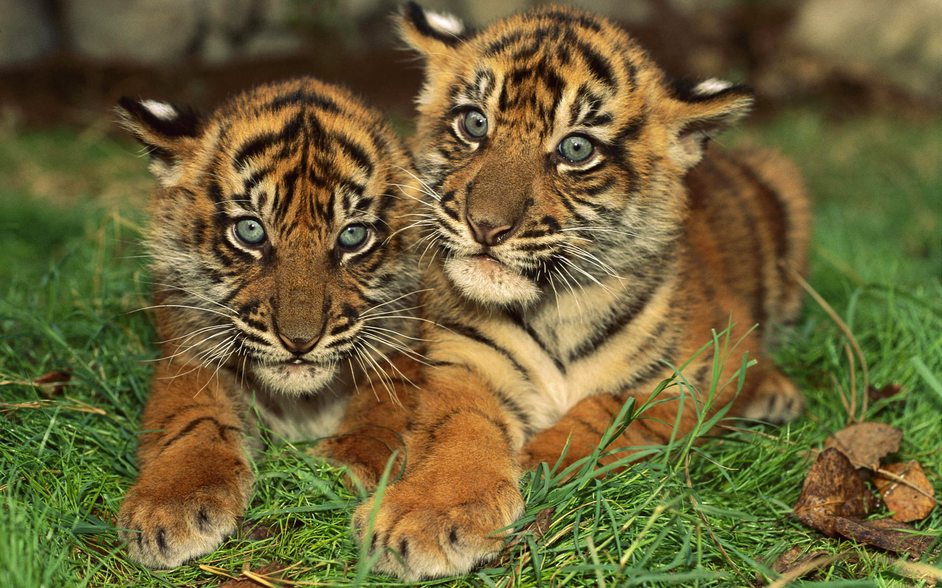 Tigres bebés en el césped - Wallpaper 4K alta calidad