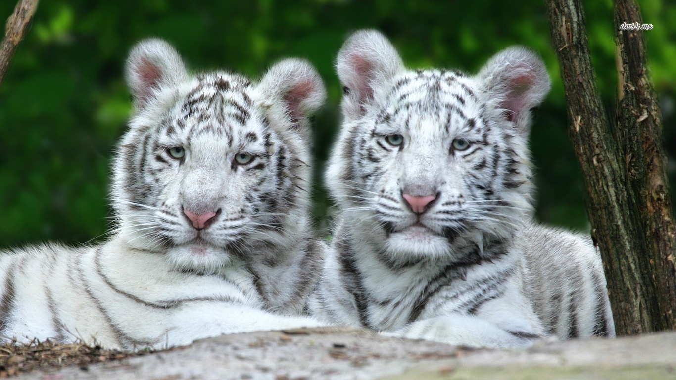 Fondo de pantalla tigres blancos 1366x768 - Fondo de Pantalla #333