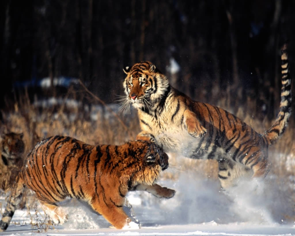 Fondo de pantalla tigres peliando