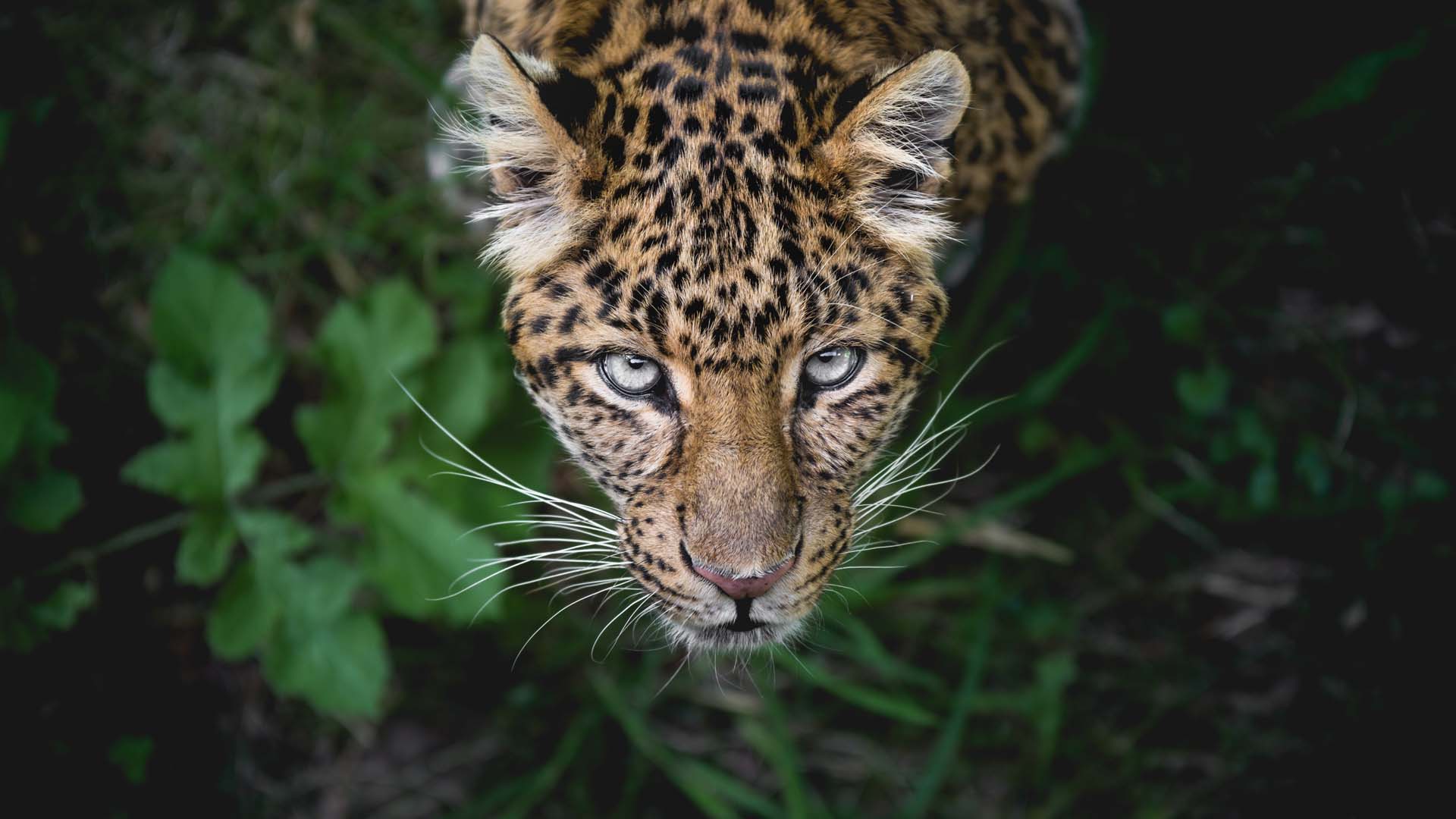Fondo HD