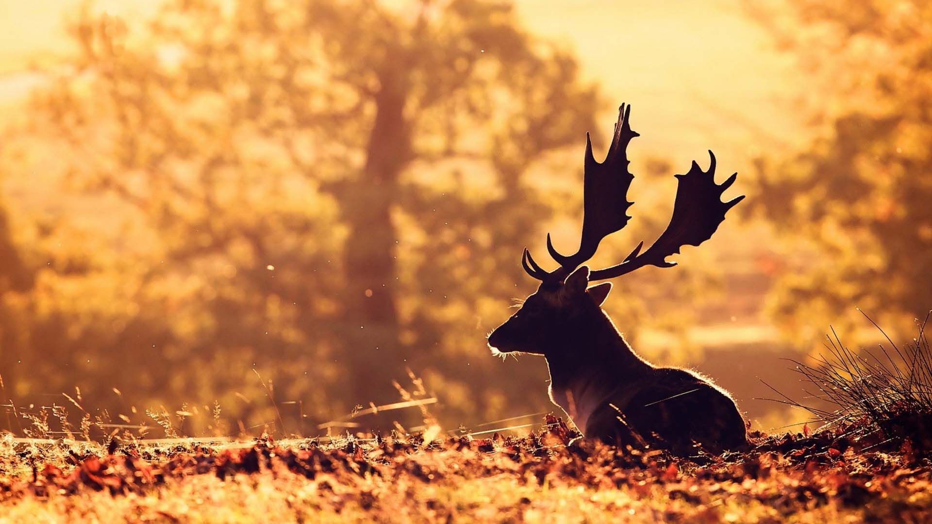 Fondo HD
