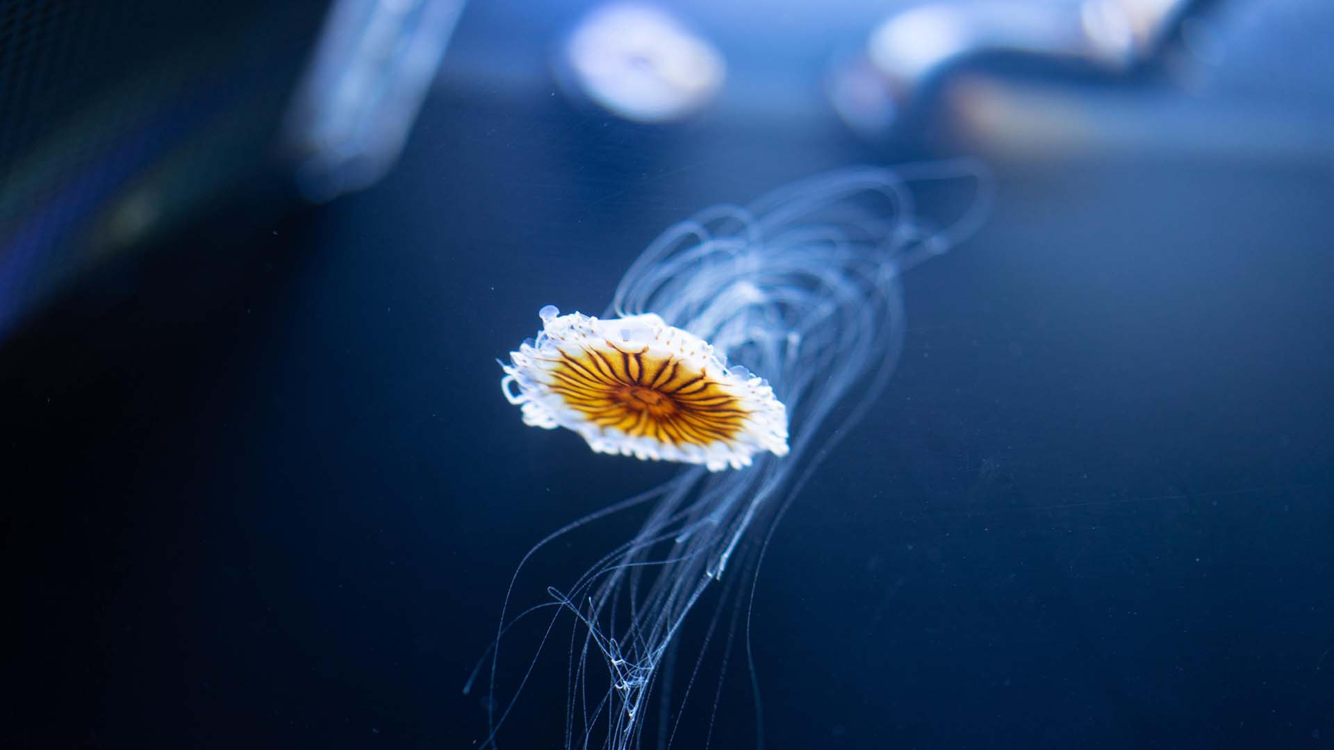 Fondo HD