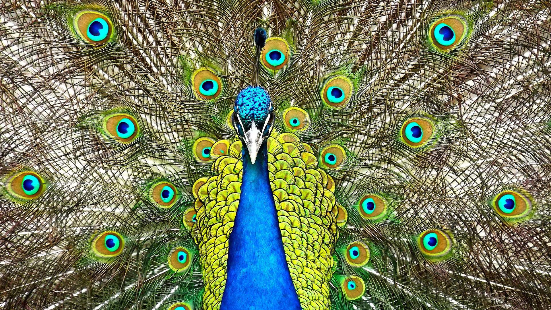 Fondo HD